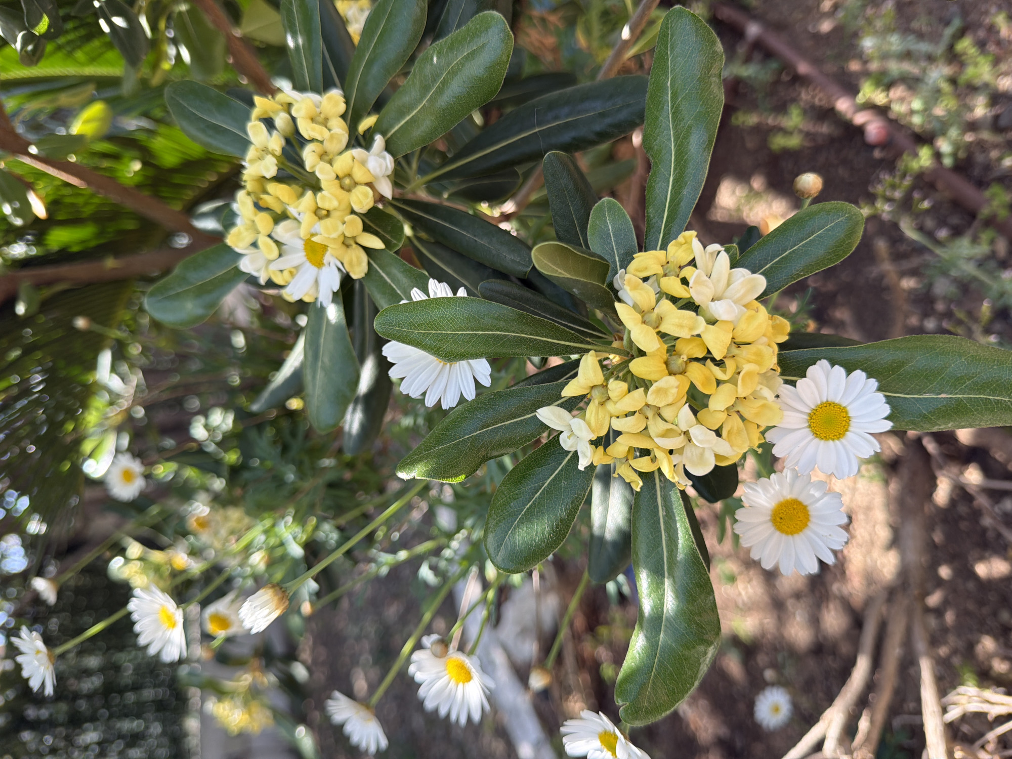The image shows a close-up of flowering plants, likely taken outdoors in Mont-roig del Camp, Spain. Two distinct types of flowers are visible. The first is a cluster of small yellow flowers, possibly a shrub or tree species, with dark green, elongated leaves. The second type is white daisies with yellow centers, scattered around the yellow flower clusters. The ground is visible in the background, with hints of other plants and foliage. The lighting suggests a sunny day.