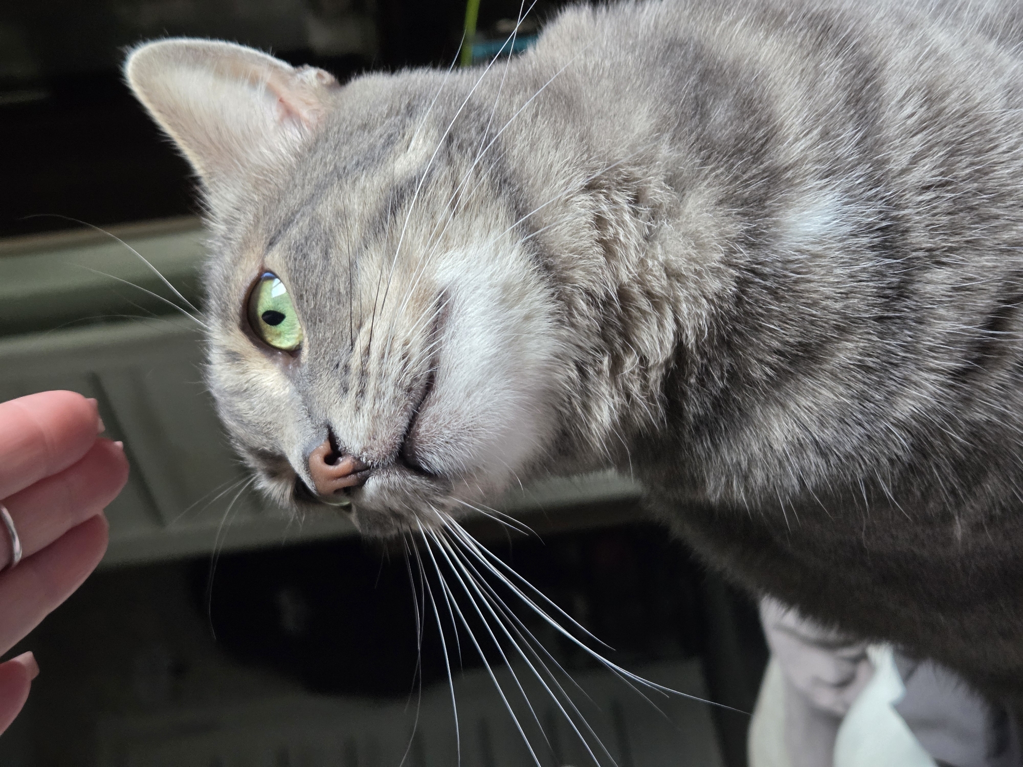 A close-up, head-on shot captures a gray tabby cat with striking green eyes looking upwards and to the left. The cat's nose is a light pinkish-brown, and its mouth is slightly open, revealing a hint of its tongue. Long, white whiskers fan out from its muzzle. A human hand, with a silver ring on the index finger, is positioned above the cat's head, seemingly reaching down towards it, though the fingers are blurred and out of focus. The background is dark and indistinct, with the suggestion of a doorway or furniture. The lighting appears to be natural, coming from the left and casting subtle shadows. The cat is situated in what appears to be an indoor setting, possibly a bedroom given the presence of bedding in the lower left corner. The overall impression is one of gentle interaction between a human and a pet.