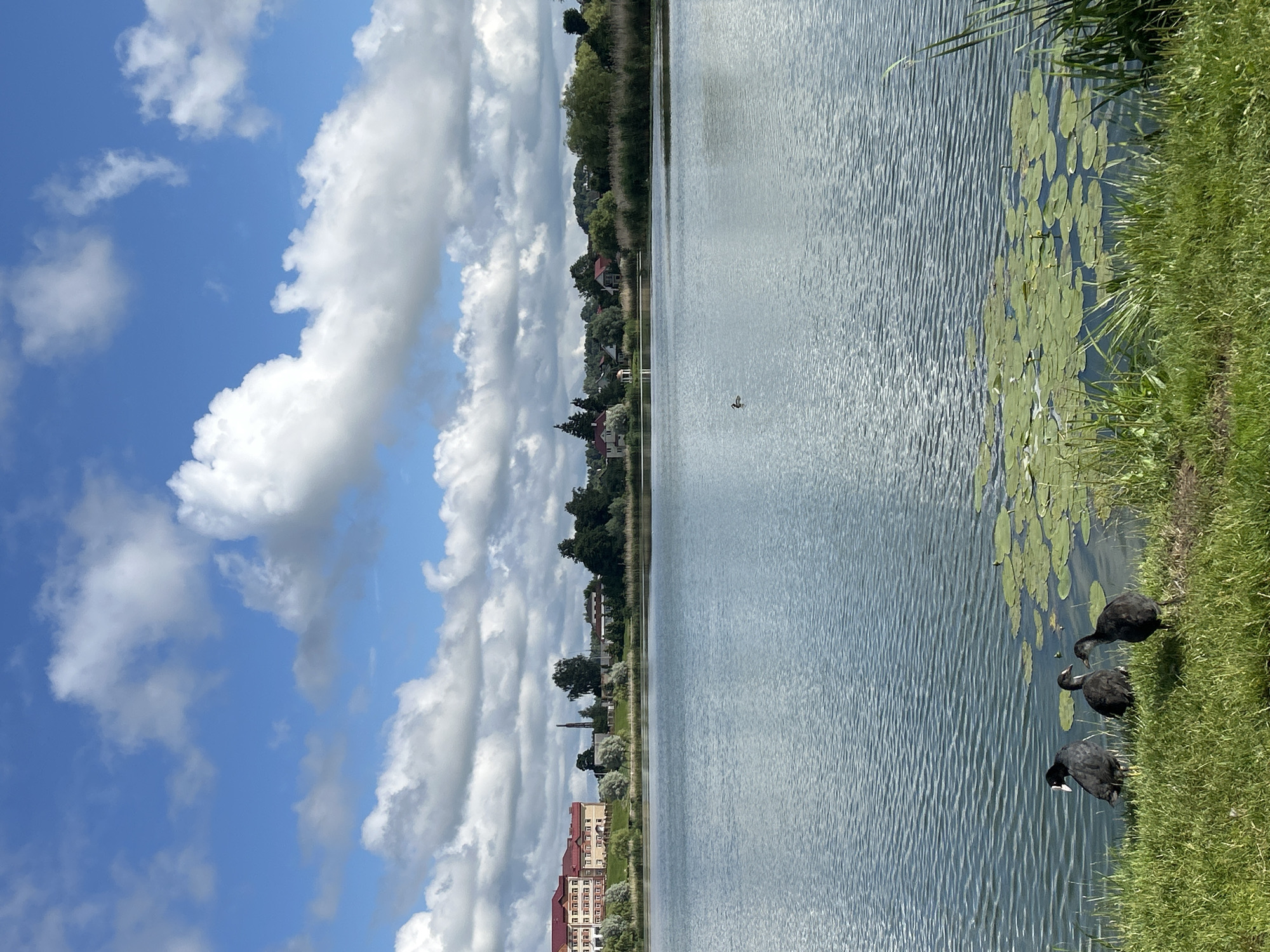A picturesque scene unfolds at a lakeside in Азярэцкі сельскі Савет, Belarus, under a bright blue sky adorned with fluffy white clouds. The foreground is dominated by a lush green grassy bank bordering a tranquil body of water. Three dark-colored birds, possibly coots, are clustered near the water's edge, with one facing left and the other two facing towards each other. The lake's surface reflects the sky and is dotted with a patch of lily pads. In the distance, a line of buildings with red roofs and some trees are visible along the opposite shore, suggesting a settled area. A single duck can be seen swimming in the middle of the lake. The overall impression is one of peaceful rural tranquility.