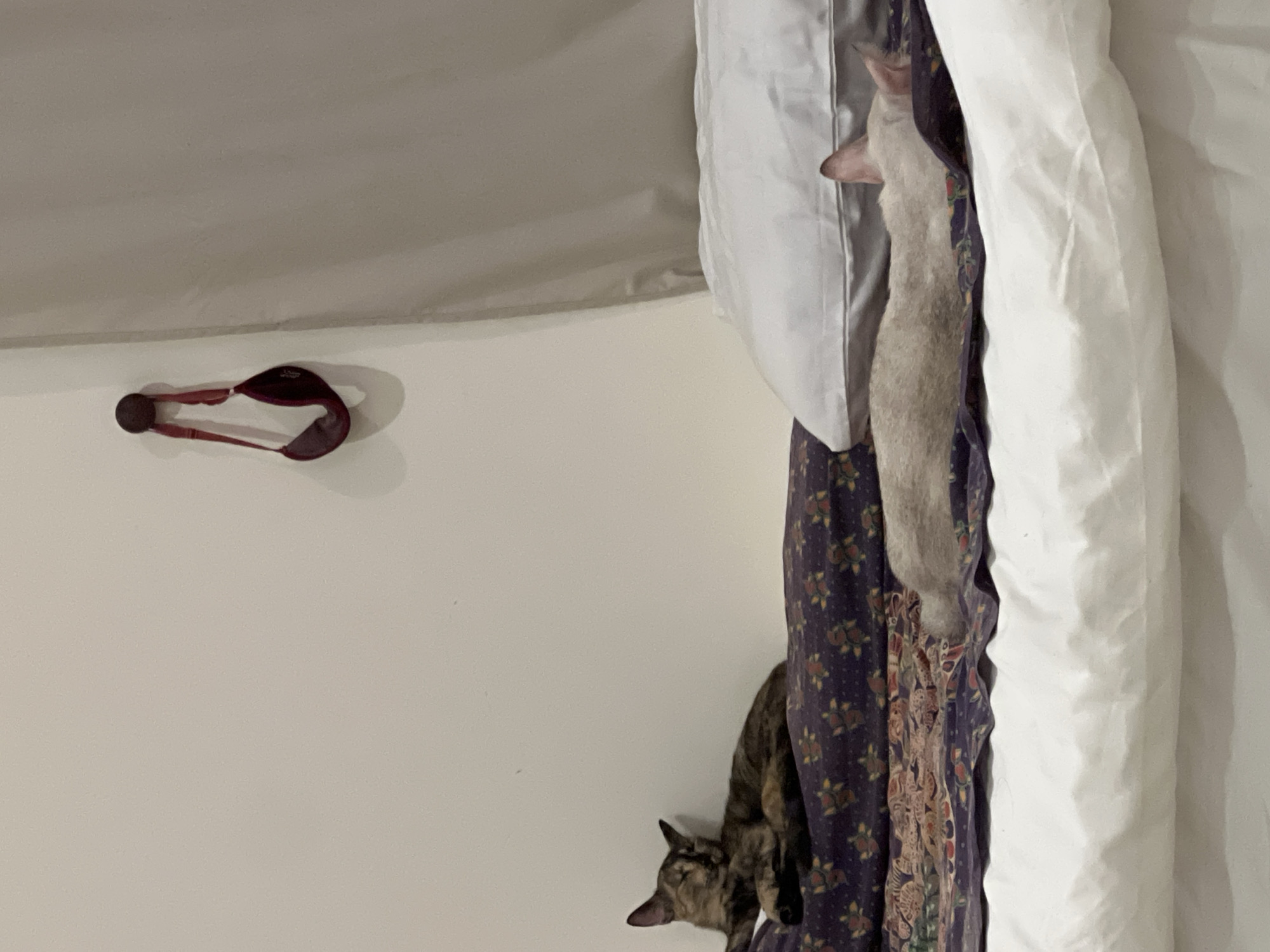 The image depicts an indoor scene, likely a bedroom, with a neutral-colored wall and bedding. A dark red and grey object, possibly a camera strap, is affixed to the wall in the upper left quadrant. To the right, a light-colored cat with a slender build is partially visible, peeking out from between folds of fabric, possibly a curtain or bedding. Its face is turned away from the camera, and it appears to be looking downwards. Below this cat, a tabby cat is also partially obscured by the fabric. Its head is bent down, and its eyes are closed or nearly closed, suggesting it might be resting or sleeping. The fabric itself is colorful, featuring a purple base with an intricate floral pattern in shades of red, yellow, and green. The overall impression is one of domestic tranquility, with the cats finding comfortable spots to rest within the fabric folds. The lighting suggests it is daytime, with soft, ambient light. There is no visible text within the image. The location context of Da Nang, Vietnam, is noted but not directly evident from visual cues in the photograph.