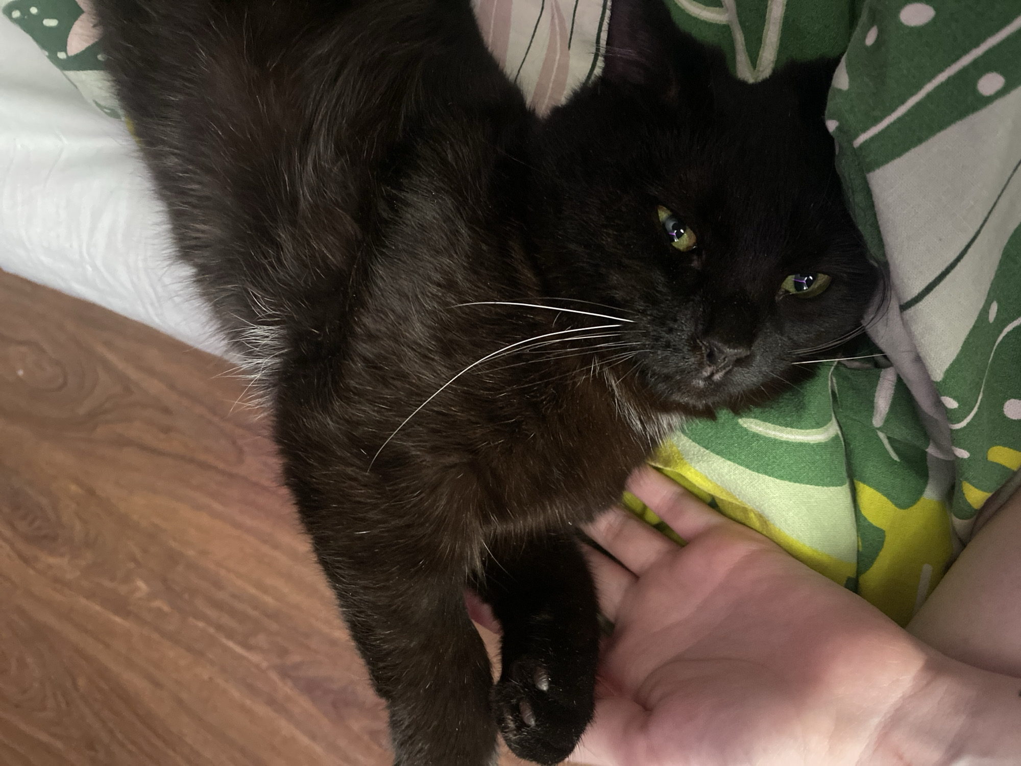 A black cat is lying on a patterned surface, possibly bedding, with its paw resting on a human hand. The cat has green eyes and some white whiskers. The bedding has a green and yellow pattern. The cat is predominantly black, with some lighter fur visible on its chest. The location is not specified.