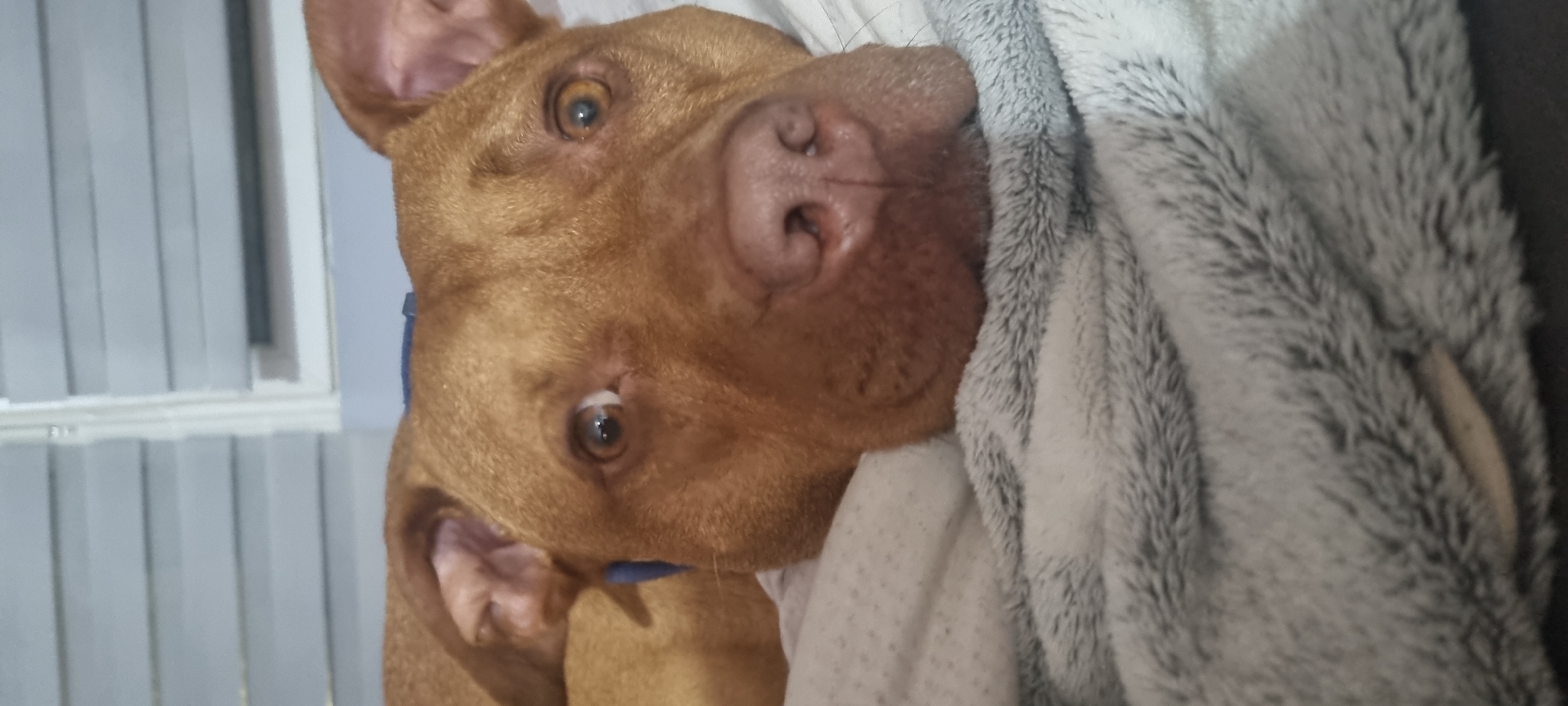 A reddish-brown dog is lying sideways, partially covered by a gray and white fuzzy blanket. The dog's head is prominent, with visible brown eyes and a pink nose. Part of a white window blind is visible in the background. There is no indication of the city of Sofia, Bulgaria.