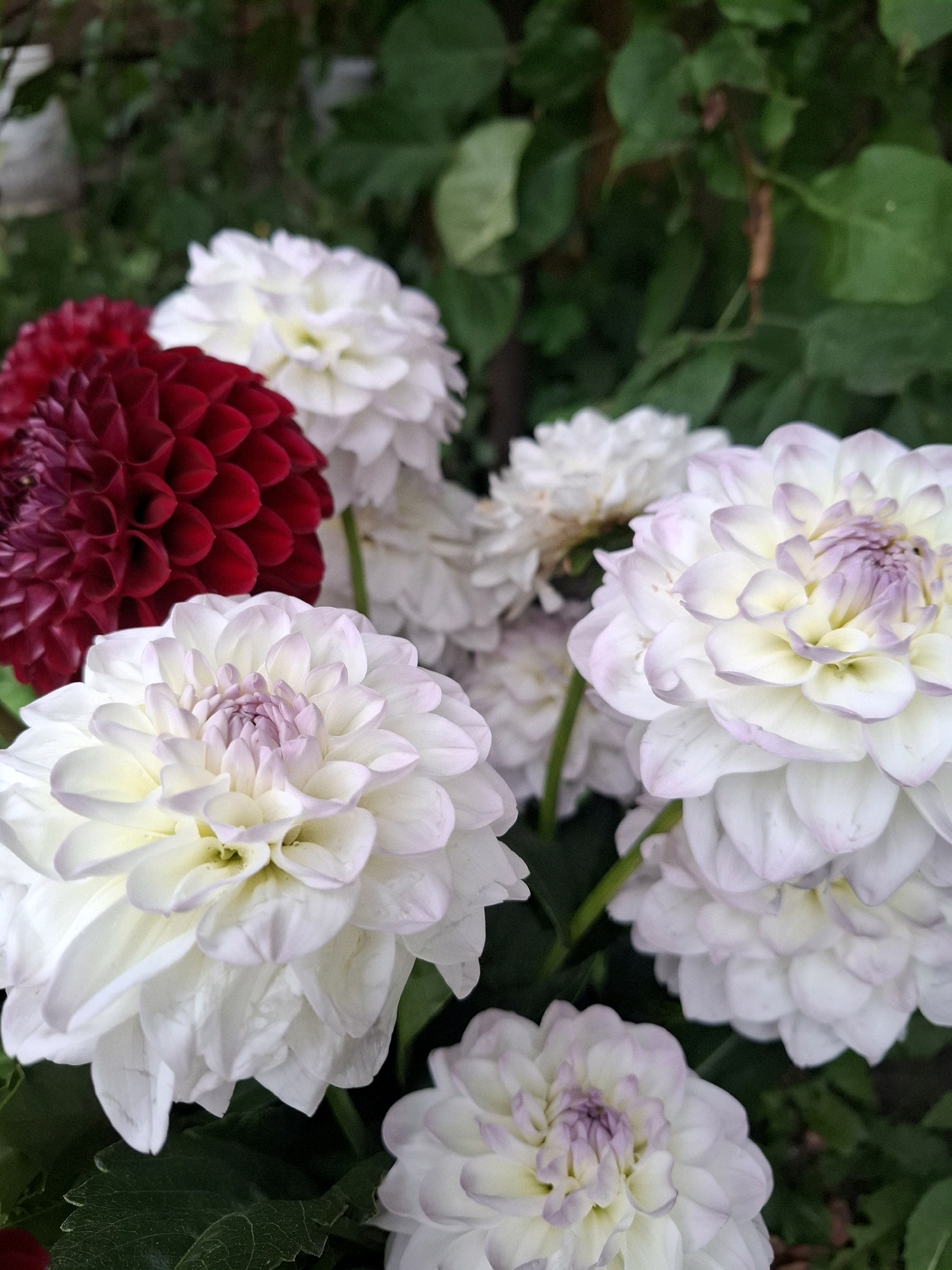 A close-up, vertical, outdoor shot captures a cluster of dahlias in bloom. In the foreground, a prominent white dahlia with pale purple-tinted petal edges is in sharp focus, revealing intricate petal layers. To its left, another white dahlia, slightly less distinct, is visible. Behind these, a deep red dahlia with tightly furled petals commands attention. Further back, more white dahlias are scattered throughout the frame. The background consists of lush, dark green foliage. The scene is devoid of human presence or activity. The overall lighting suggests a shaded or overcast environment, typical of a garden setting. The image shows no recognizable landmarks or structures that would indicate a specific location within the city of Tyumen, Russia.