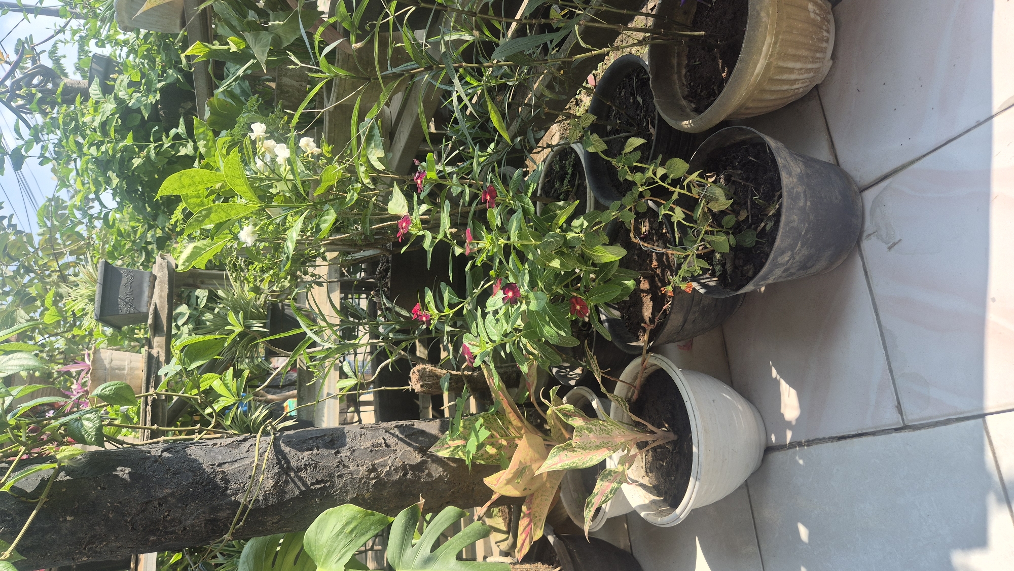 The image depicts a collection of potted plants arranged on a tiled patio in Karawang, Indonesia. A large, dark-barked tree trunk is positioned on the left side of the frame, with its upper branches extending out of view. Several plants with green and variegated leaves are in white and grey pots. Among them, a plant with prominent red flowers stands out in the center. In the background, more greenery suggests a lush, outdoor environment, possibly a garden or nursery. The sunlight casts distinct shadows on the white tiles, indicating a clear day. There are no people or animals visible in the image.