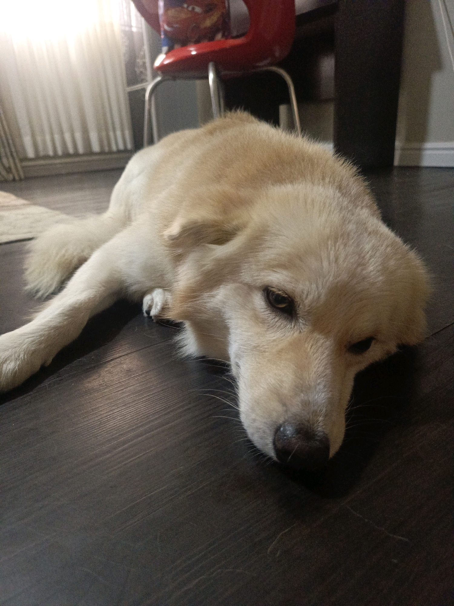A light-colored dog with shaggy fur is lying on a dark wooden floor. The dog's head is resting on the floor, with its eyes partially closed and looking to the right. Its body is stretched out on its side. In the background, there is a red chair with metal legs, a white curtain, and a dark vertical object. The scene appears to be indoors, possibly in a residential setting in Festac, Nigeria.