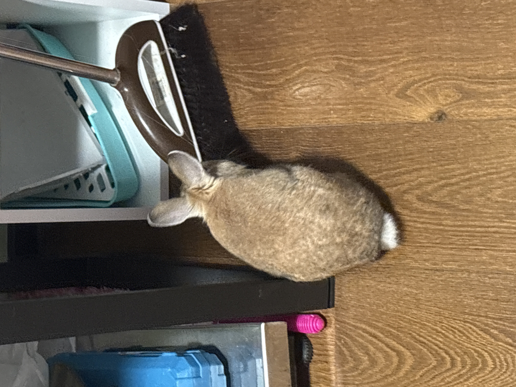 A small, light brown rabbit is captured from behind, positioned on a light brown wooden surface, which appears to be flooring or a wall panel. Its short, fluffy white tail is visible on its right side. The rabbit is situated next to a brown broom or brush with a silver handle, which leans against a white shelf or compartment. A light blue object, possibly a container or dustpan, is visible within this shelf space. Below the rabbit and the broom, there is a dark, flat surface, resembling a shelf or table. A bright pink, ridged object is partially visible beneath this dark surface, and further down, a blue object, likely a container or tool, can be seen. The rabbit appears to be exploring or resting in this indoor setting, possibly a home in Ореховка, Russia. The time of day and weather are not discernible. No visible text is present in the image.