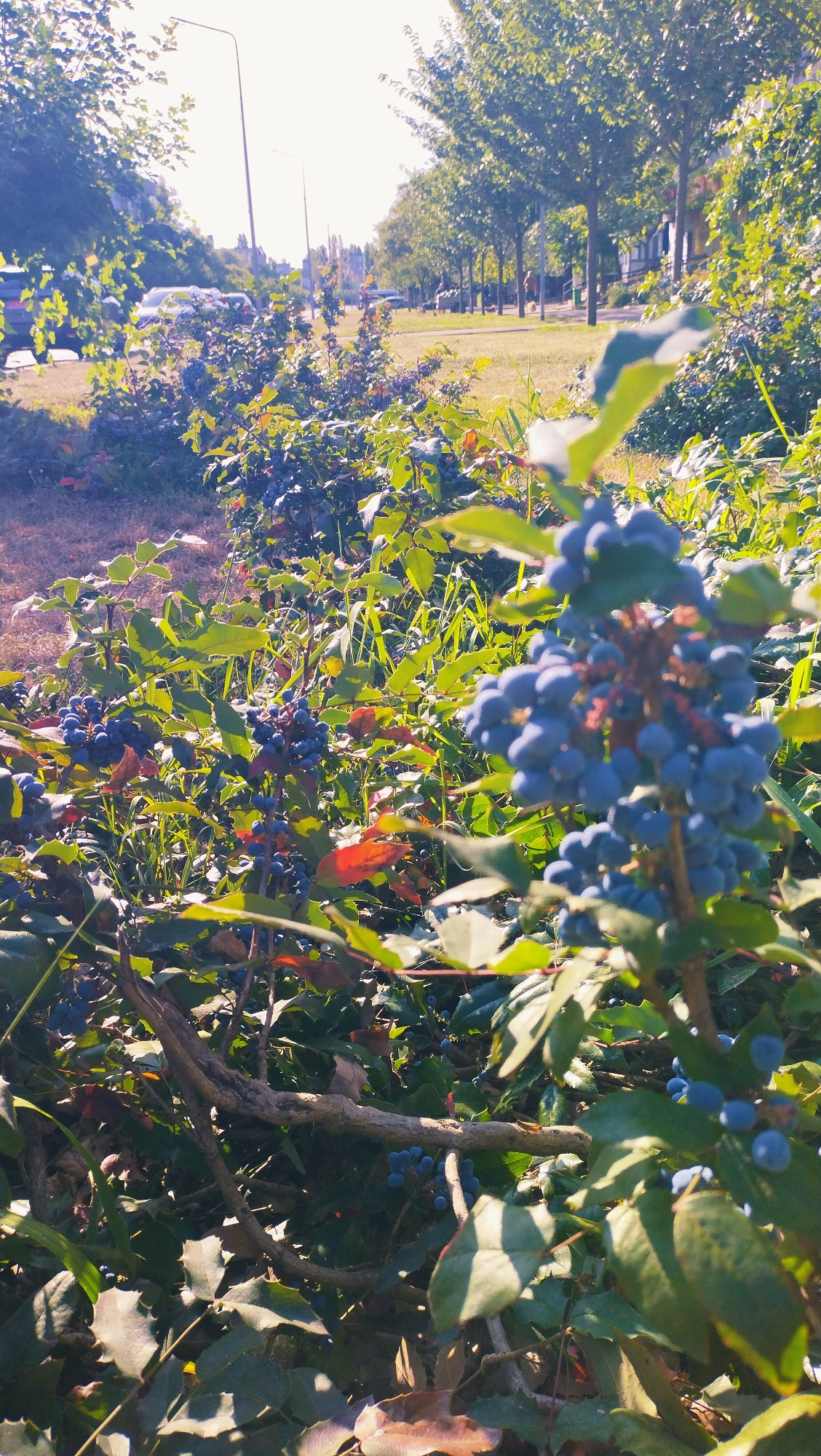 A close-up shot showcases clusters of blue berries on a bush, with lush green leaves and reddish-brown foliage surrounding them. The berries are the focal point, with one prominent cluster in the foreground, slightly out of focus. In the background, a tree-lined street with parked cars and streetlights suggests an urban setting. The bright sunlight casts shadows, creating a dappled effect on the vegetation and ground. The scene appears to be in Horishni Plavni, Ukraine, given the context of the prompt. There are no people or animals visible in the image. The overall atmosphere is one of natural beauty within an urban landscape.