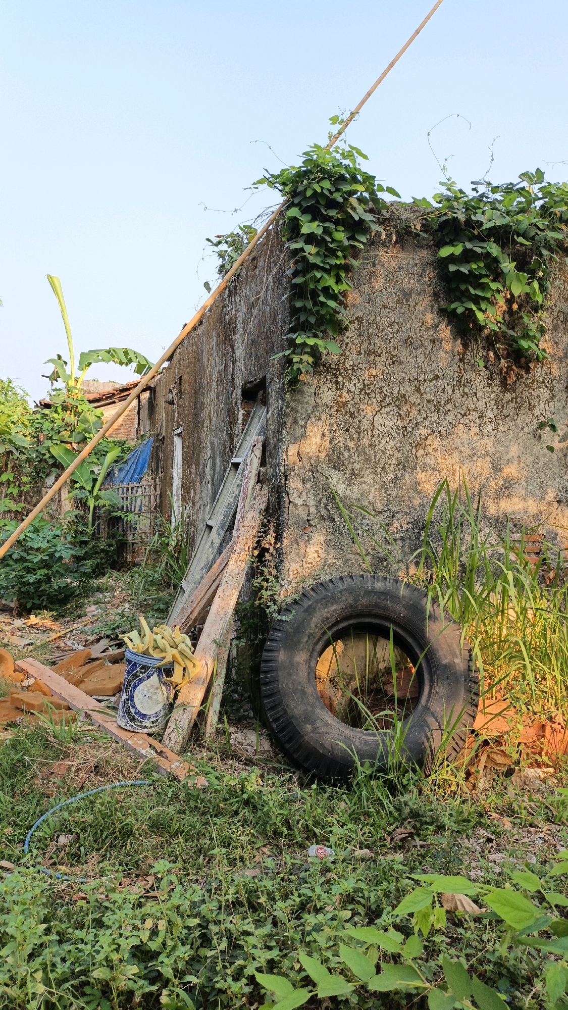 The image depicts an outdoor scene with an old, weathered concrete building in Cikal, Indonesia. The building's rough texture is partially covered by lush green vines and foliage. A bamboo pole extends diagonally upwards from the left side of the frame, passing over the building's roofline. Leaning against the wall is a wooden ladder, and next to it, a large truck tire lies on the ground. In front of the ladder, a blue and white patterned bucket is filled with yellow objects that appear to be corn cobs. The ground is covered in dense green grass and vegetation, with some scattered debris including broken wooden planks and what looks like broken roof tiles. In the background, there are glimpses of other structures, including what might be a roof and a blue tarp. The overall impression is one of abandonment or neglect, with nature gradually reclaiming the man-made structures. The lighting suggests it is daytime, possibly late afternoon given the warm glow on the building's right side.