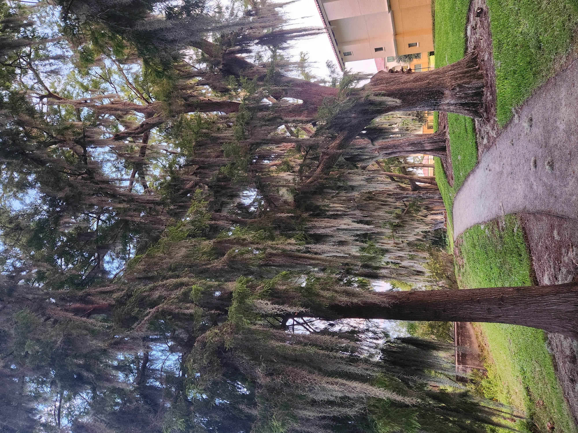 The image depicts a pathway winding through a park-like setting characterized by numerous large trees draped with Spanish moss. The trees have thick, textured trunks and their branches extend outwards, creating a canopy overhead. The ground is covered in green grass and a gravel path. In the background, a multi-story building with a light-colored facade and reddish-brown roof is visible, suggesting an urban or suburban environment. The scene is illuminated by natural daylight. The location is identified as the Rollins College campus in Winter Park, Florida, USA.