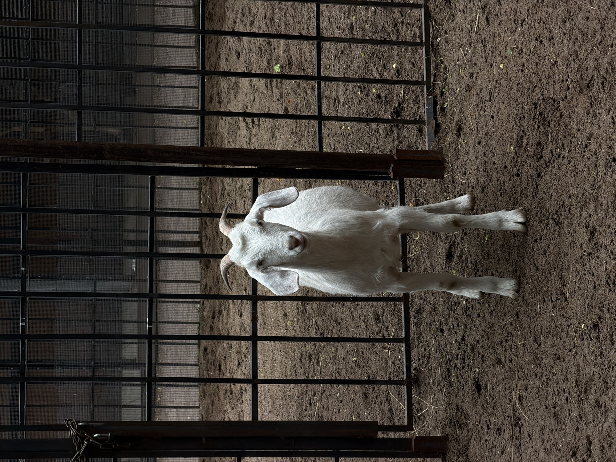 A single white goat stands in a dirt enclosure. The enclosure is defined by a black metal grid fence. The ground of the enclosure is dark brown dirt. A horizontal wooden beam is attached to the fence. A metal chain and lock are visible at the bottom left. The location cannot be determined to be in the city of Saint Petersburg, Russia.