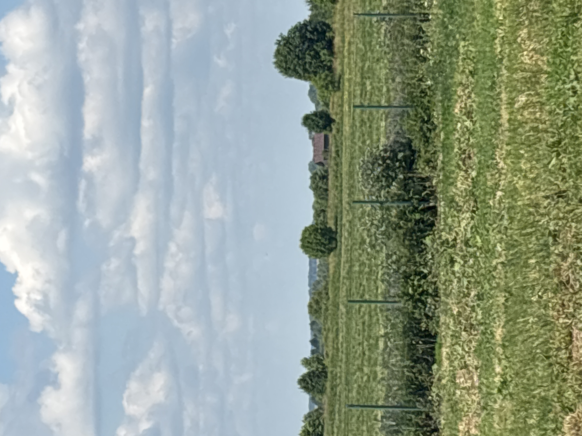A wide shot captures a pastoral scene under a cloudy sky in Ves', Russia. In the foreground, a wire fence with green posts divides a grassy field from a more overgrown area. Beyond the fence, a large expanse of green fields stretches towards a treeline dotted with various trees. A cluster of buildings, appearing to be a house with a red roof, is visible nestled among the trees in the middle distance. The sky is filled with fluffy white clouds against a pale blue backdrop.