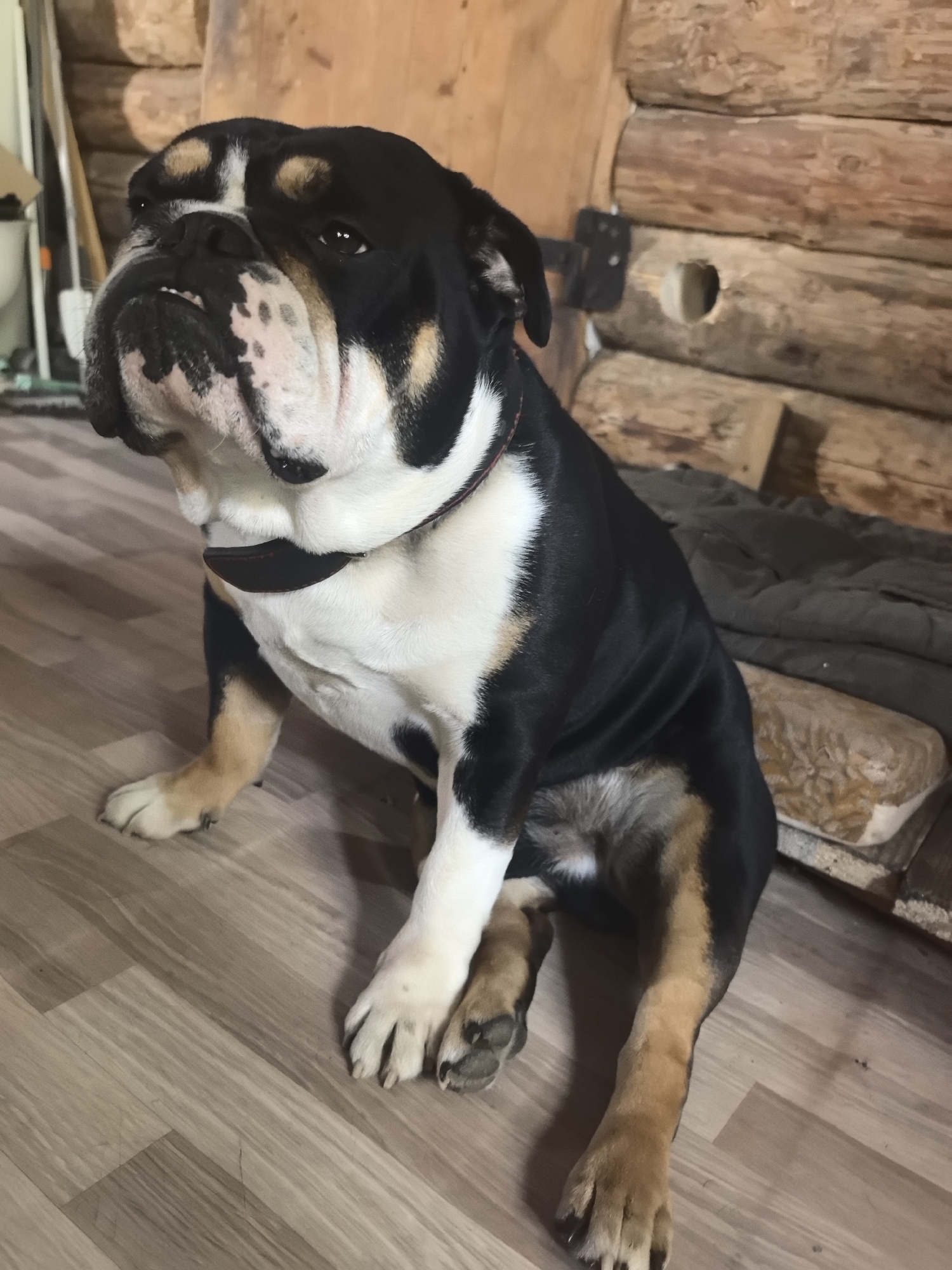A tri-colored English Bulldog sits on a wooden floor in what appears to be a cabin. The dog has a black and white body with tan legs and tan spots above the eyes. It wears a black collar. The walls of the cabin are made of logs, and there is a dark green blanket partially visible behind the dog. The scene is inside, and there are no other people or subjects immediately visible. The city and specific location of "Noviy, Russia" are not identifiable in the image.