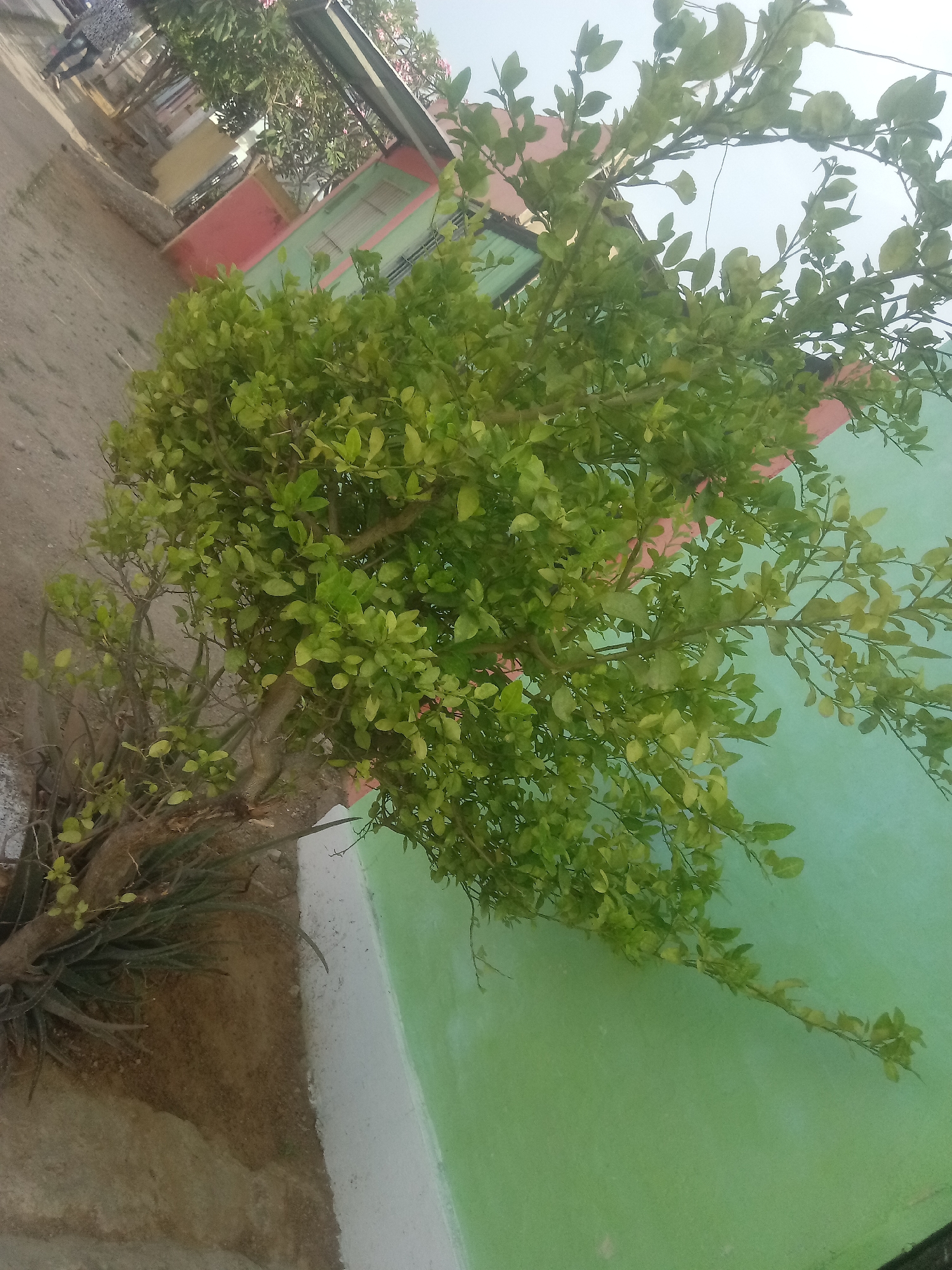 The image shows a tree with green leaves growing next to a building with a green and pink exterior in Juan Griego, Venezuela. The ground next to the tree is dirt and there is some greenery at the base of the tree. A sidewalk is visible behind the building. The image is rotated counter-clockwise.