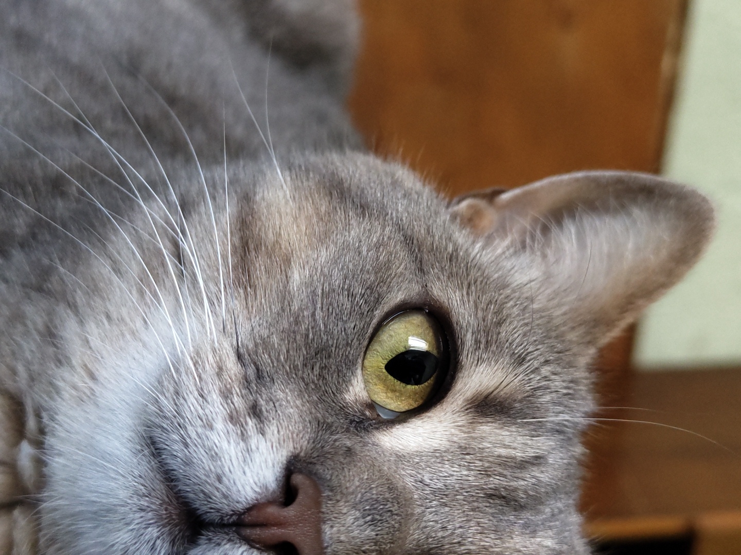 A close-up, eye-level shot focuses on the left side of a cat's face. The cat has grey tabby fur with black stripes and a hint of lighter brown. Its large, green-yellow eye is in sharp focus, with a dark, vertical pupil. The cat's brown nose is visible to the right of the eye, and its white whiskers are fanned out across its muzzle. The background is softly blurred, showing a warm, wooden surface on the left and a lighter, indistinct area on the right. The image is a static portrait of the feline's features.