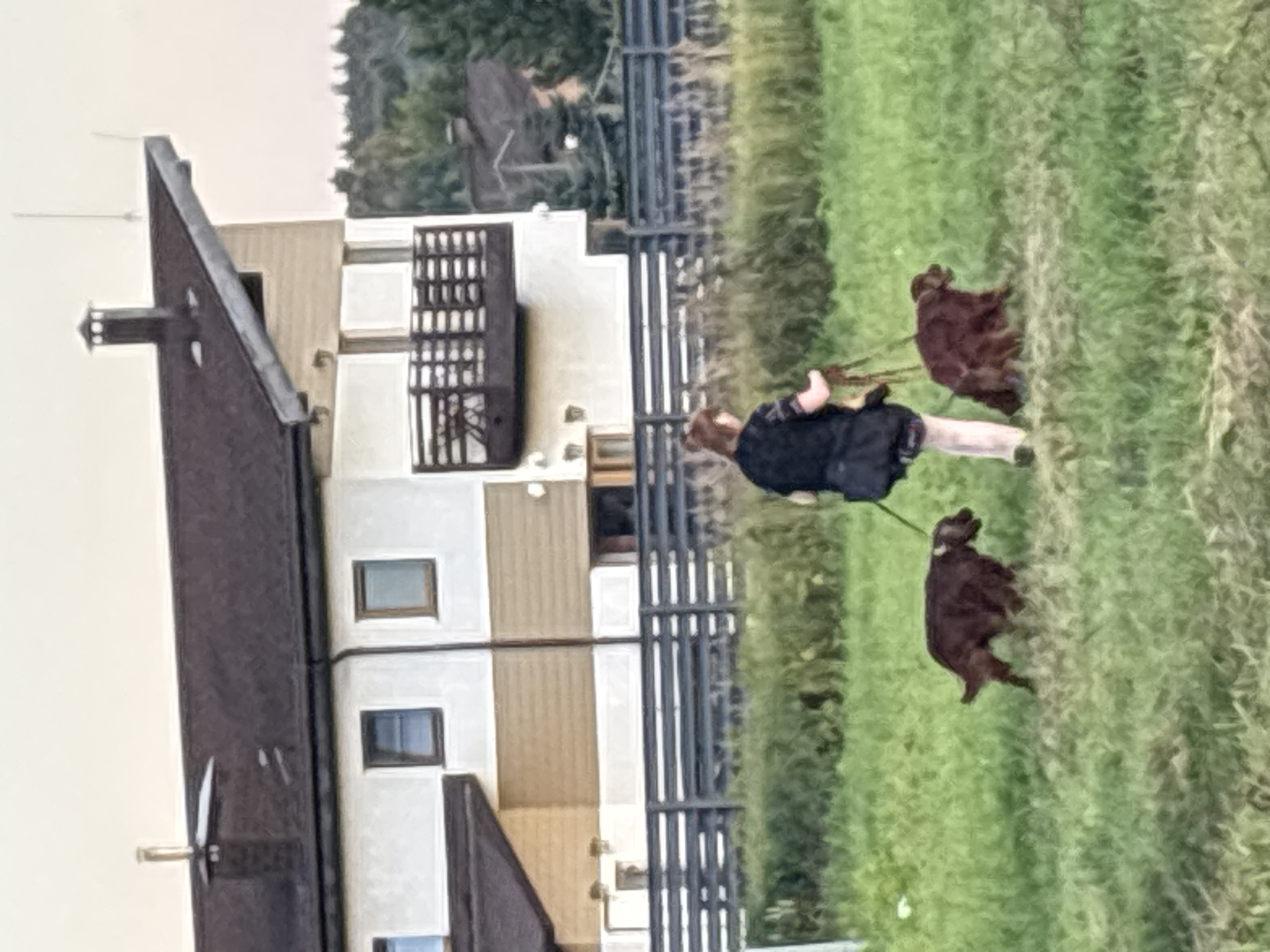 A person walks two brown dogs on leashes across a grassy field in front of a multi-story house. The house is white and tan with a dark roof, and has several windows and a balcony. A dark fence runs across the middle of the image, separating the house from the field. Trees are visible in the background. The scene appears to be in the city of Zvenigorod, Russia.