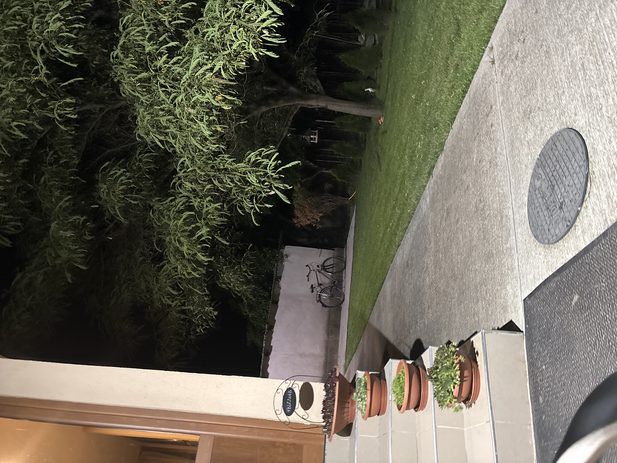 This image captures an outdoor residential scene at night in Krum, Bulgaria. In the left foreground, a portion of a light-colored building with a brown door frame is visible, featuring a window reflecting warm interior light. A series of concrete steps descends from the building, holding four terracotta pots containing various plants: dark-leaved foliage, light green succulents, and small bright green plants. A black metal "WELCOME" sign is positioned on the top step. A dark gray textured doormat is partially visible at the bottom of the steps.
A light gray concrete pathway extends from the foreground into the background, separating the steps and a small lawn to the right. A circular, dark gray manhole cover is embedded in this pathway in the lower-center. The lawn is well-maintained, green, and extends to the right and into the background.
Dominating the right side of the image is a large tree with dense green foliage, displaying elongated leaves and some yellow pods. A wooden bird feeder hangs from one of its branches. Below the tree, on the lawn, a row of smaller, conical evergreen shrubs is visible. A white bird-like ornament and a small red object are positioned on the grass near the tree's base.
In the mid-background, across the lawn, a low, light-colored wall or fence is present, against which a silver-colored bicycle is parked upright. To the left of the bicycle, a small brown, bushy plant is situated. The scene is illuminated by artificial light, casting visible shadows and detailing the various elements against the dark night. No people or animals are present.
