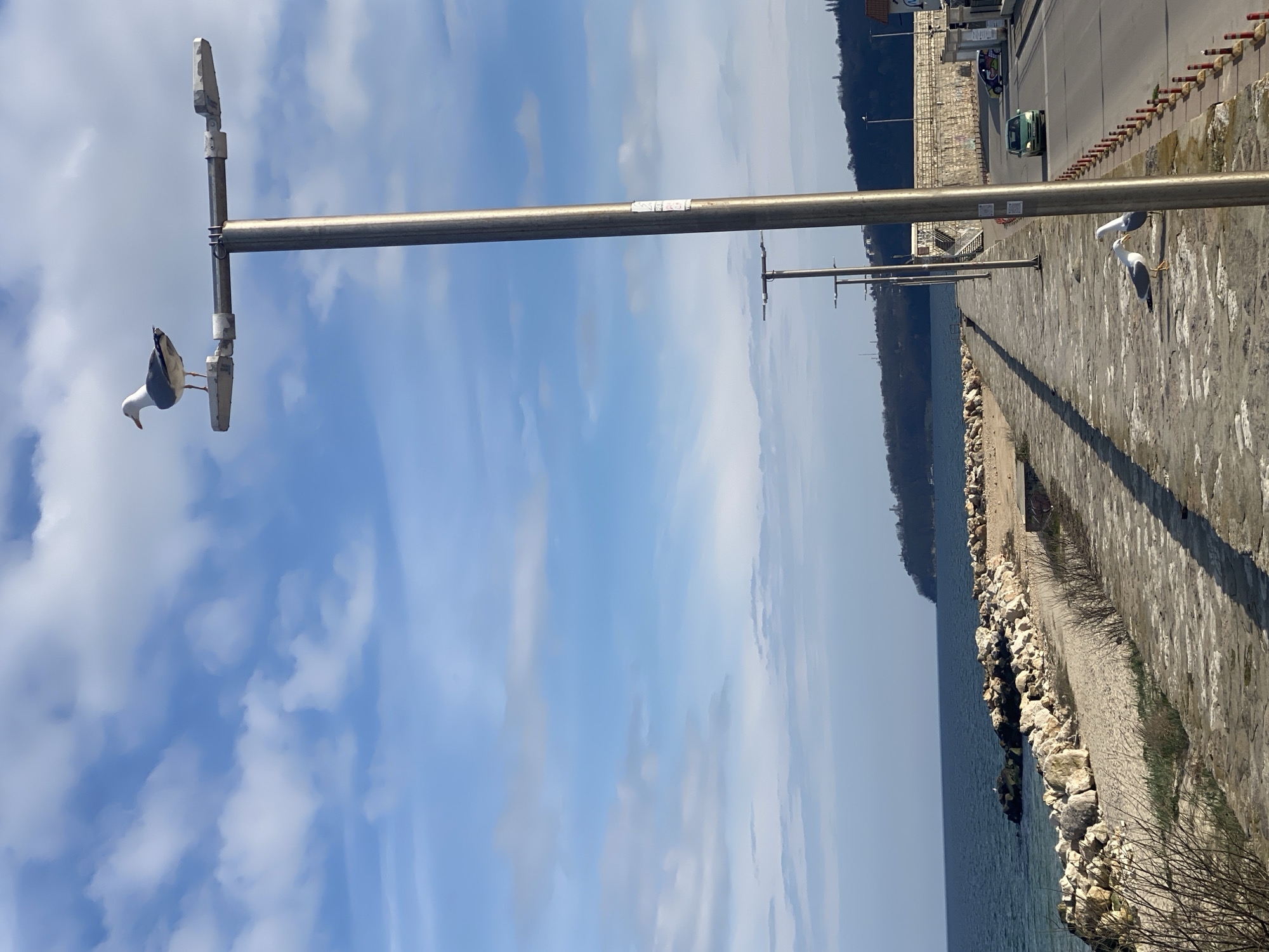 The image depicts a seaside scene in Varna, Bulgaria. A seagull is perched on a metal street lamp post against a backdrop of a blue sky with scattered clouds. Other lamp posts follow the edge of a paved walkway. Two more seagulls stand on the walkway. A road runs parallel to the walkway, with a green car visible. Beyond the road, trees line the horizon. The sea is to the left of the walkway, with a rocky barrier separating the two.