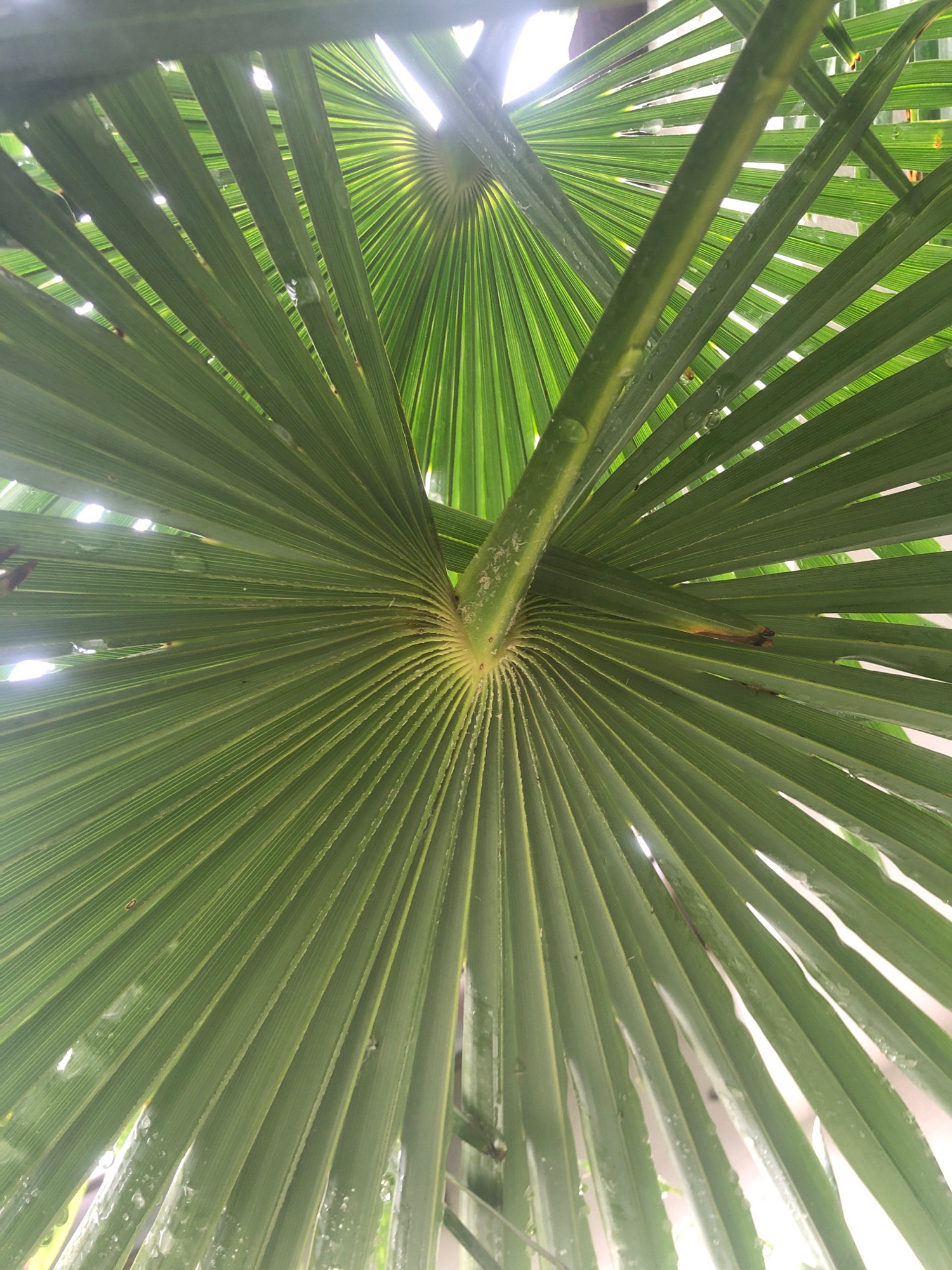 An upward-facing, close-up shot shows the underside of a green palm frond. The frond's central stem is visible, with many individual leaflets radiating outwards. The leaflets are long, thin, and parallel, with a slightly ribbed texture. The frond is wet, with numerous water droplets clinging to its surface. Sunlight filters through the gaps between the leaflets, creating bright highlights. The scene is likely outdoors, given the natural elements and sunlight. There are no people or animals visible. The location is described as Sierndorf, Austria, however there are no specific details in the image to confirm this location.