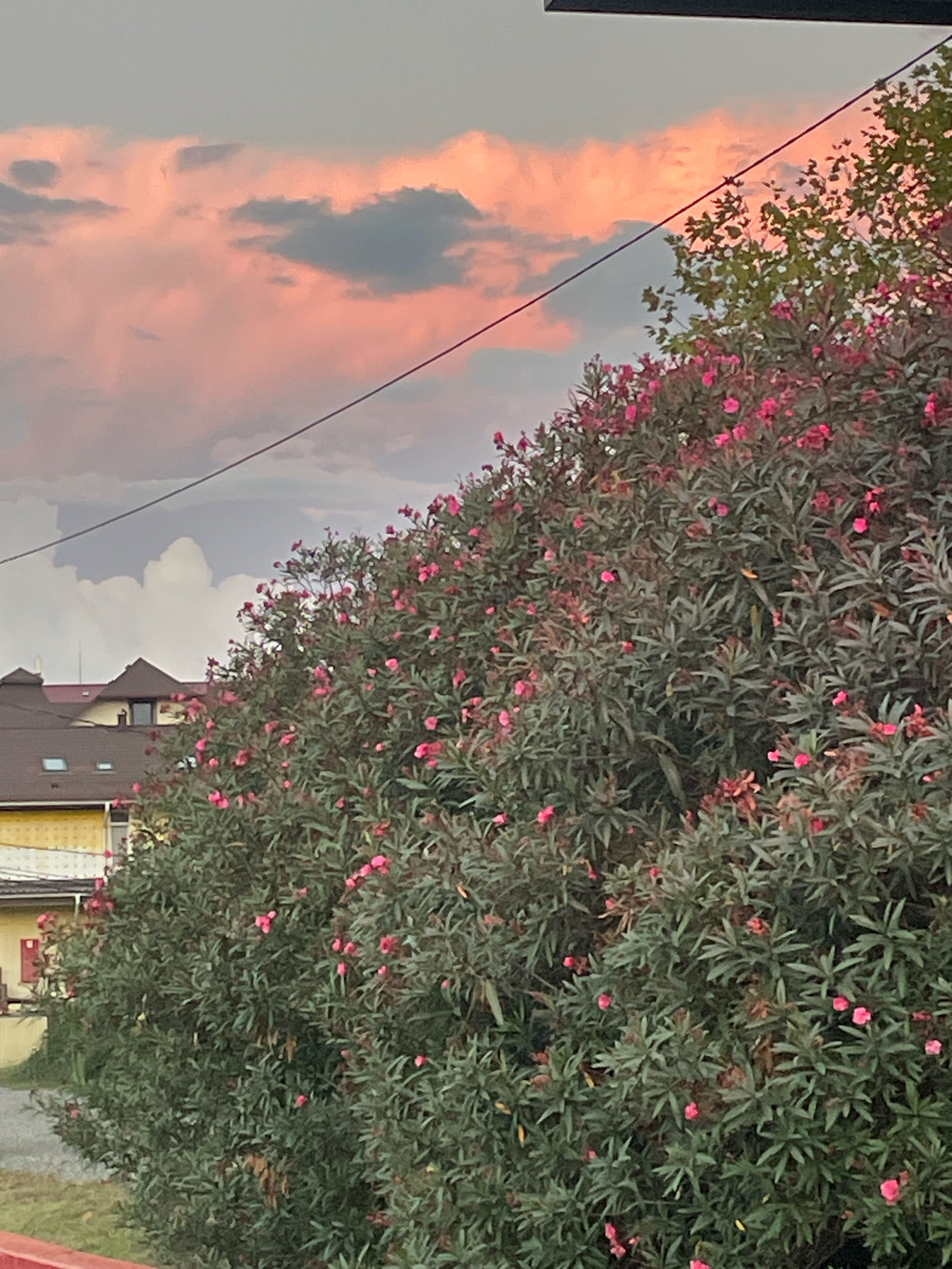 A tree with pink flowers is in the foreground of the image. In the background, there are buildings with brown roofs. The sky is cloudy and the clouds are pink and gray. The image appears to be taken in Sochi, Russia, during sunset.