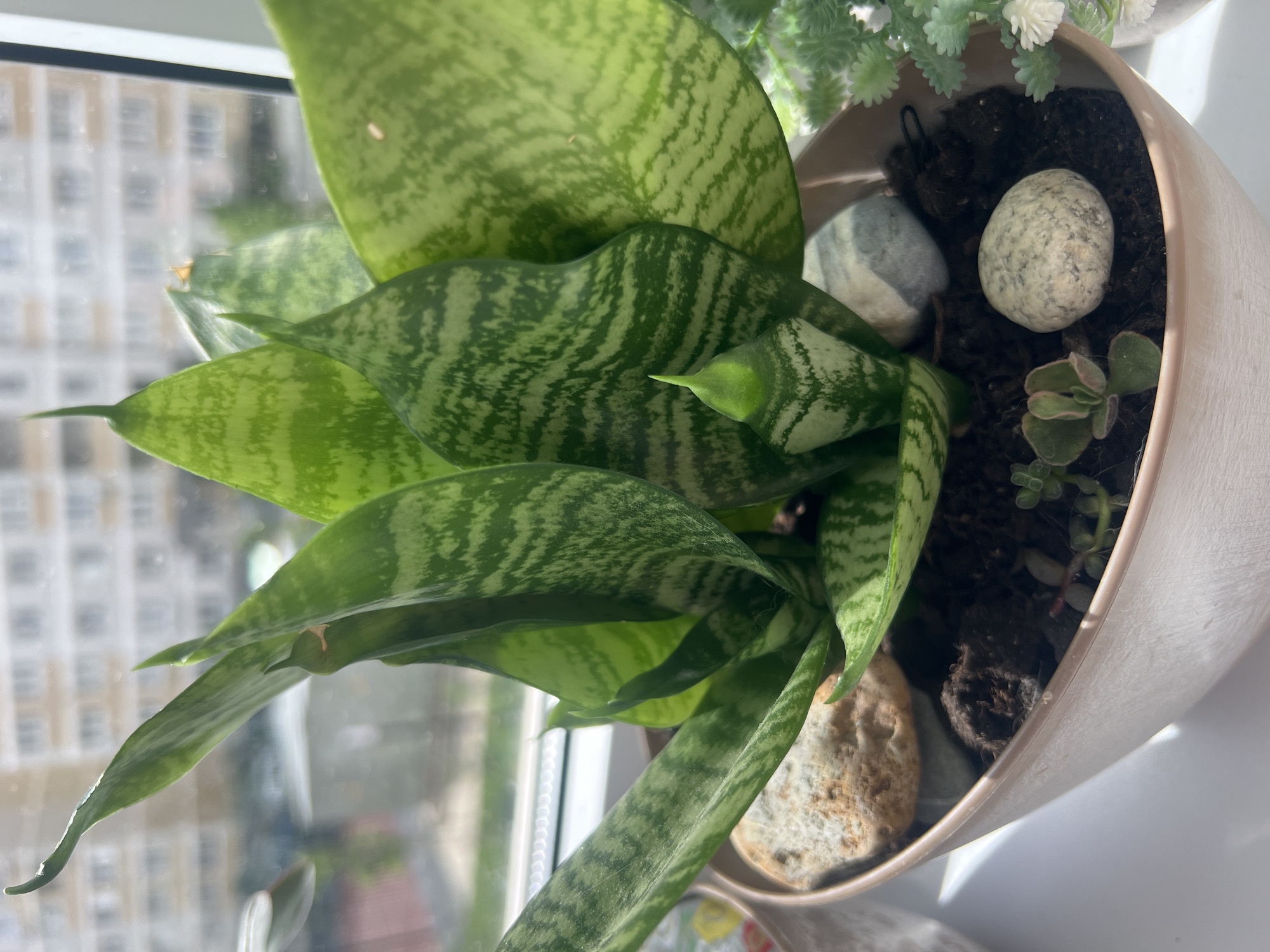 The image shows a potted snake plant with variegated green leaves, some of which have light green or white stripes. The plant is in a light-colored oval pot filled with dark soil and decorated with several smooth, grey and tan stones. A small succulent plant is visible near the front of the pot. The pot is positioned on a white surface, likely a windowsill, with a blurred background of buildings and windows suggesting an urban environment. The lighting indicates it is daytime, with sunlight casting shadows. The location is stated to be Krasnodar, Russia. There are no people or animals present.