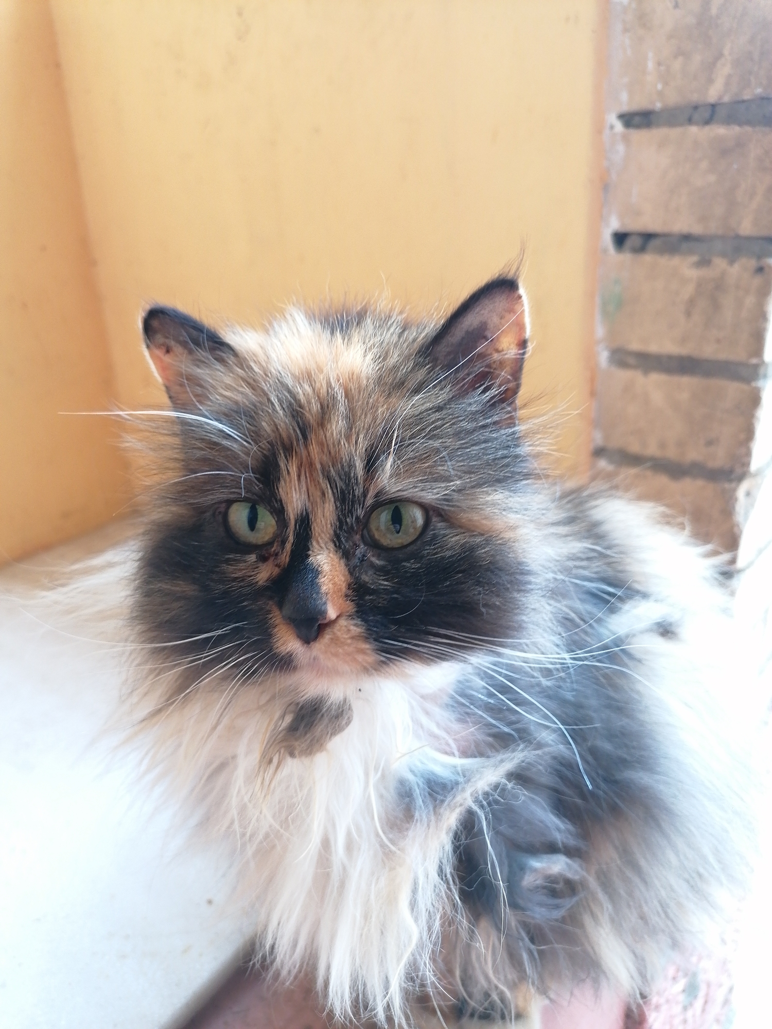 A close-up shot depicts a long-haired cat with a tortoiseshell coat, featuring shades of black, brown, and white. The cat has green eyes and is positioned indoors, with a cream-colored wall on the left and a brick column on the right. The location appears to be an enclosed porch or near a window, in an unknown location.