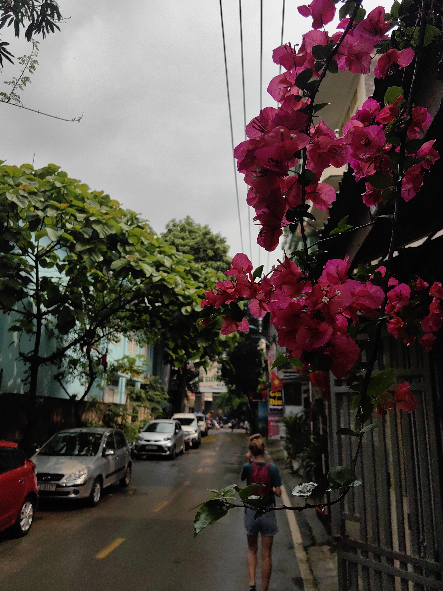 The image shows a street scene in Thành phố Hà Giang, Vietnam on a cloudy day, likely after a rain, as the pavement is wet. The road is flanked by buildings and trees, with a line of cars parked along the left side of the street. A person with a red backpack walks away from the camera along the sidewalk on the right side of the street. Overhead power lines span the street. Bright pink bougainvillea flowers are prominently displayed in the foreground, partially obscuring the scene.