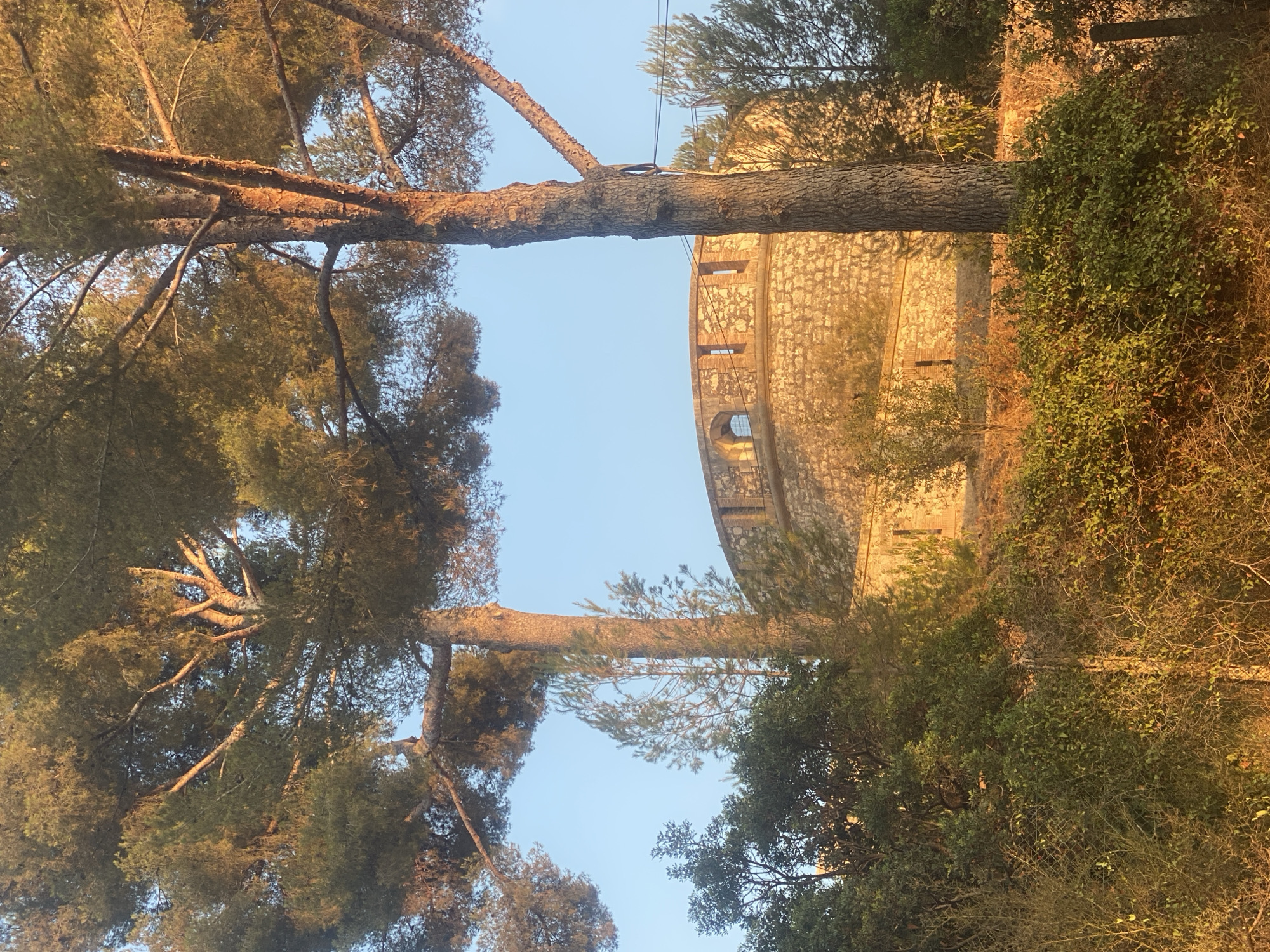 This image depicts a circular stone structure with arched windows and crenellations, situated on a hillside surrounded by trees and vegetation. Two large pine trees with golden-lit needles dominate the foreground, framing the structure. The building appears to be made of rough-hewn stone blocks. The scene is bathed in the warm light of either sunrise or sunset, casting long shadows and highlighting the textures of the stone and trees. The sky above is a clear, pale blue. Based on the distinctive architecture and surrounding vegetation, this structure is likely the Bastion Saint-Jaume in Antibes, France, a historical fortification. There are no people or animals visible in the image.