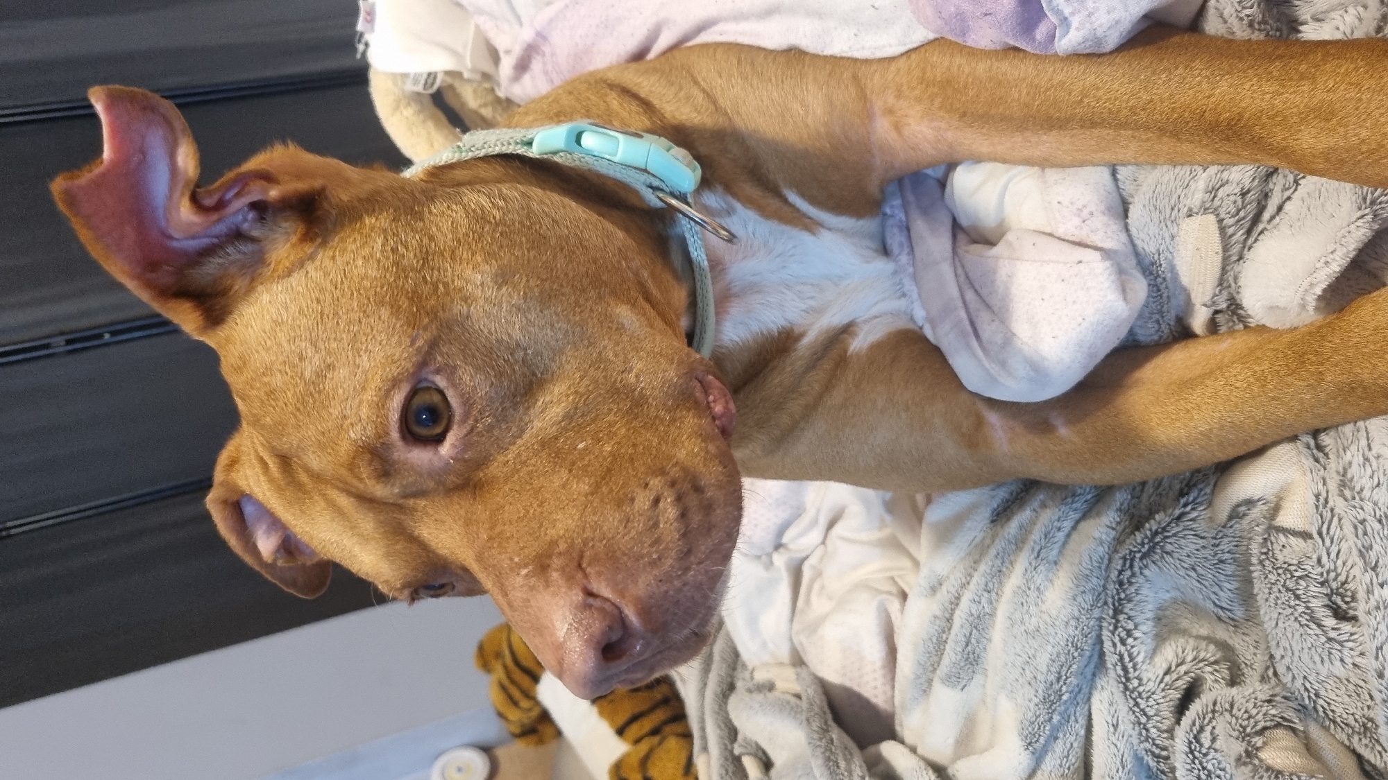 A medium-sized dog with short, reddish-brown fur and a white chest is shown lying down, possibly on its back or side, looking towards the viewer. The dog has warm brown eyes and a dark pinkish-brown nose. Its ears are partially perked and folded in a unique manner. A light blue collar with a plastic buckle is around its neck.
The dog appears to be resting comfortably on a pile of soft bedding, which includes various blankets in shades of light grey, white, and subtle lavender or purple. One grey blanket has a fluffy, textured surface. Part of a striped plush toy, resembling a tiger, is visible near the dog's chin. A small, raised bump or growth is noticeable on the dog's cheek area, below its right eye. On one of its forelegs, a faint white scar or mark is present.
The setting appears to be indoors, suggesting a cozy and relaxed environment, possibly on a bed or couch. In the background, a dark, textured surface, possibly slatted, can be seen to the left of the dog's head. The image conveys a sense of calm and contentment. There is no visible text.