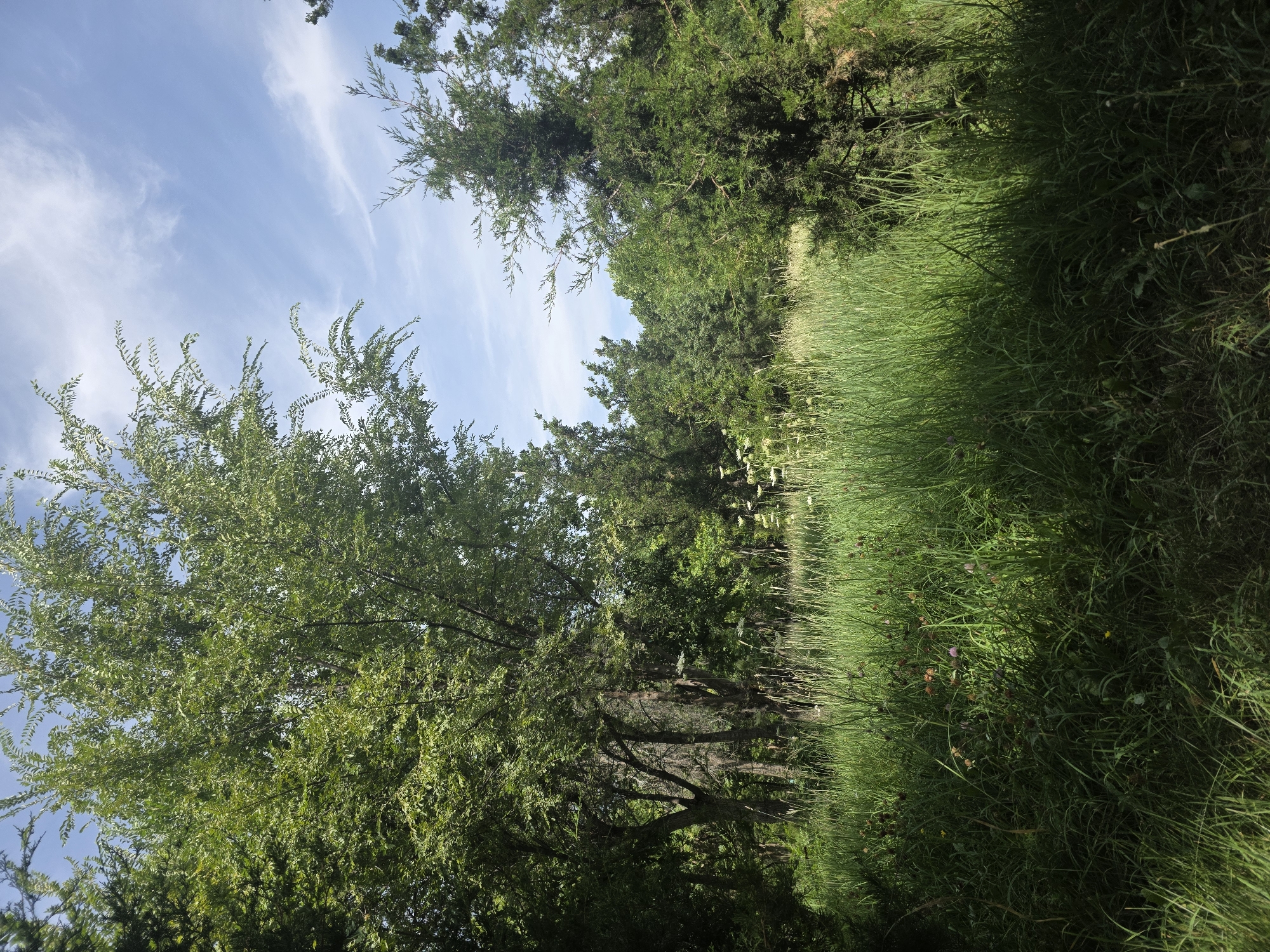 The image shows a sunlit clearing in a wooded area, with tall green grass in the foreground and a variety of trees and foliage in the background. The sky is blue with scattered wispy white clouds. There are no people or animals visible in the image. The scene appears to be in a natural, uncultivated setting. There is no information in the image to indicate a specific location within Bishkek City, Kyrgyzstan.