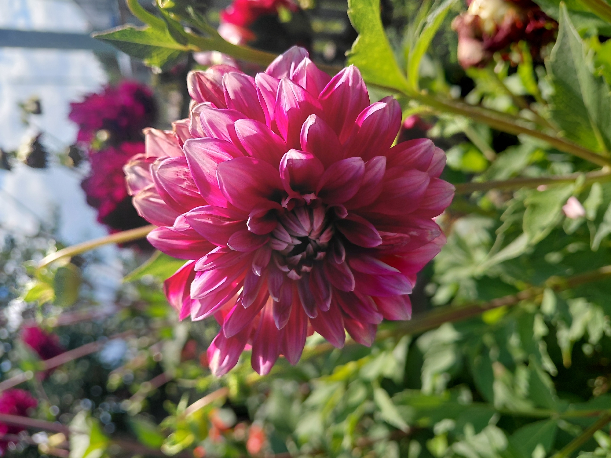 The image depicts a close-up of a vibrant pink dahlia flower in full bloom, set against a soft-focus background of greenery and other flowers, suggesting a garden environment. The dahlia's petals are intricately layered, creating a dense, almost spherical shape. The sunlight highlights the edges of the petals, giving them a luminous quality. In the background, other dahlias, some in darker shades of pink or maroon, are visible but blurred, along with green leaves and stems. The sky appears to be partially visible, with hints of clouds. The overall impression is one of a sunny day in a well-maintained garden, possibly in Malinovka, Russia, given the prompt's context. There are no people or discernible human activity in the frame.