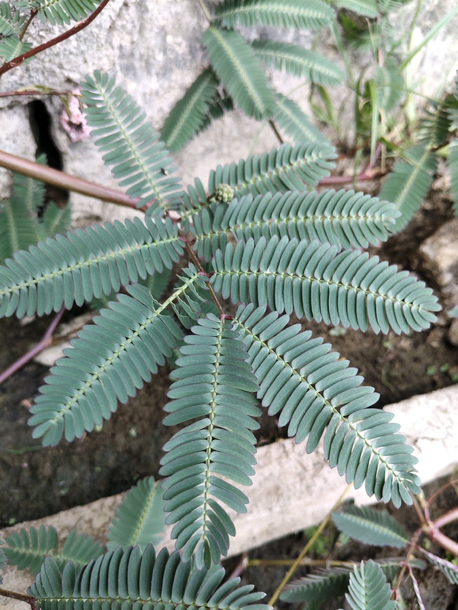 The image shows a close-up view of a Mimosa pudica plant, commonly known as the sensitive plant or shameplant, with its distinctive feathery leaves. The plant's fronds, which are compound leaves made up of many small leaflets, are a vibrant green color with hints of purple along the edges and stems. The leaflets are arranged in pairs along the central stem of each frond. Some small, pale pink flower buds are visible in the upper right portion of the image, and a few tiny white flower buds are clustered in the center of the main plant. The plant is growing among rocks and dirt, suggesting an outdoor environment. The background is slightly blurred, focusing attention on the intricate details of the plant's foliage. The scene is located in Fajar Baru, Indonesia.