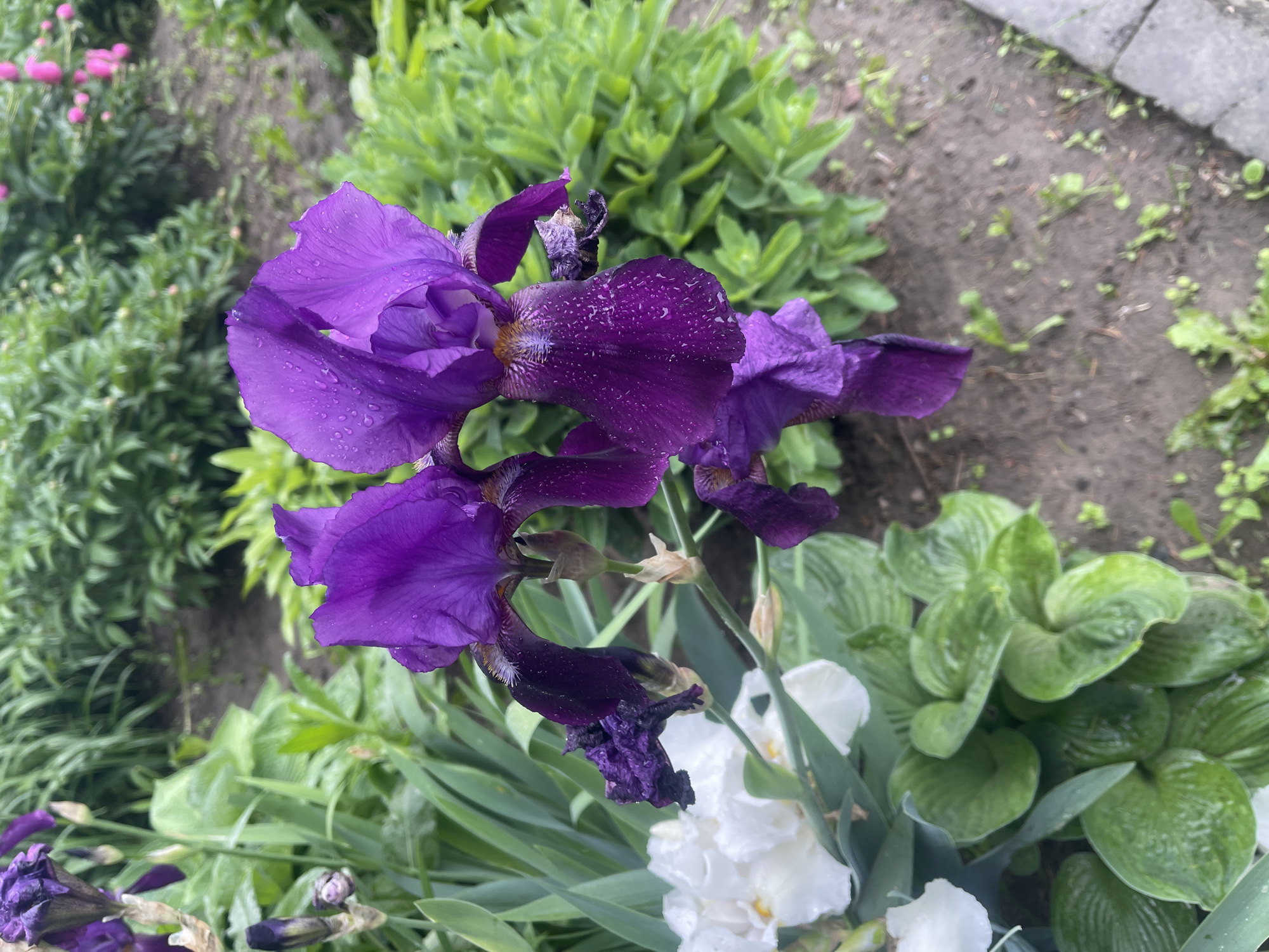 This vertical close-up photograph captures a vibrant cluster of deep purple irises in a garden setting, likely in Poltava, Ukraine. The dominant subjects are several fully bloomed irises, their petals rich in color and adorned with numerous small water droplets, indicating recent rain or heavy dew. Some iris buds and fading flowers are also visible on the same stalks, suggesting various stages of bloom.
The background features lush green foliage, slightly out of focus, with hints of other plants. To the upper left, smaller pink flower buds, possibly peonies, are discernible amidst green leaves. Towards the bottom right, white flowers, which appear to be white irises, can be seen, contrasting with the dominant purple. Other green, leafy plants, potentially hostas, fill the mid-ground and right side of the image. The ground is a mix of dark soil and scattered small green weeds, with a gray concrete or stone border visible along the upper right edge.
There is no specific activity or event taking place, but the image conveys a sense of natural beauty and freshness after precipitation. The lighting suggests it is daytime, possibly an overcast day or early morning/late afternoon, given the soft illumination. There is no visible text within the image.