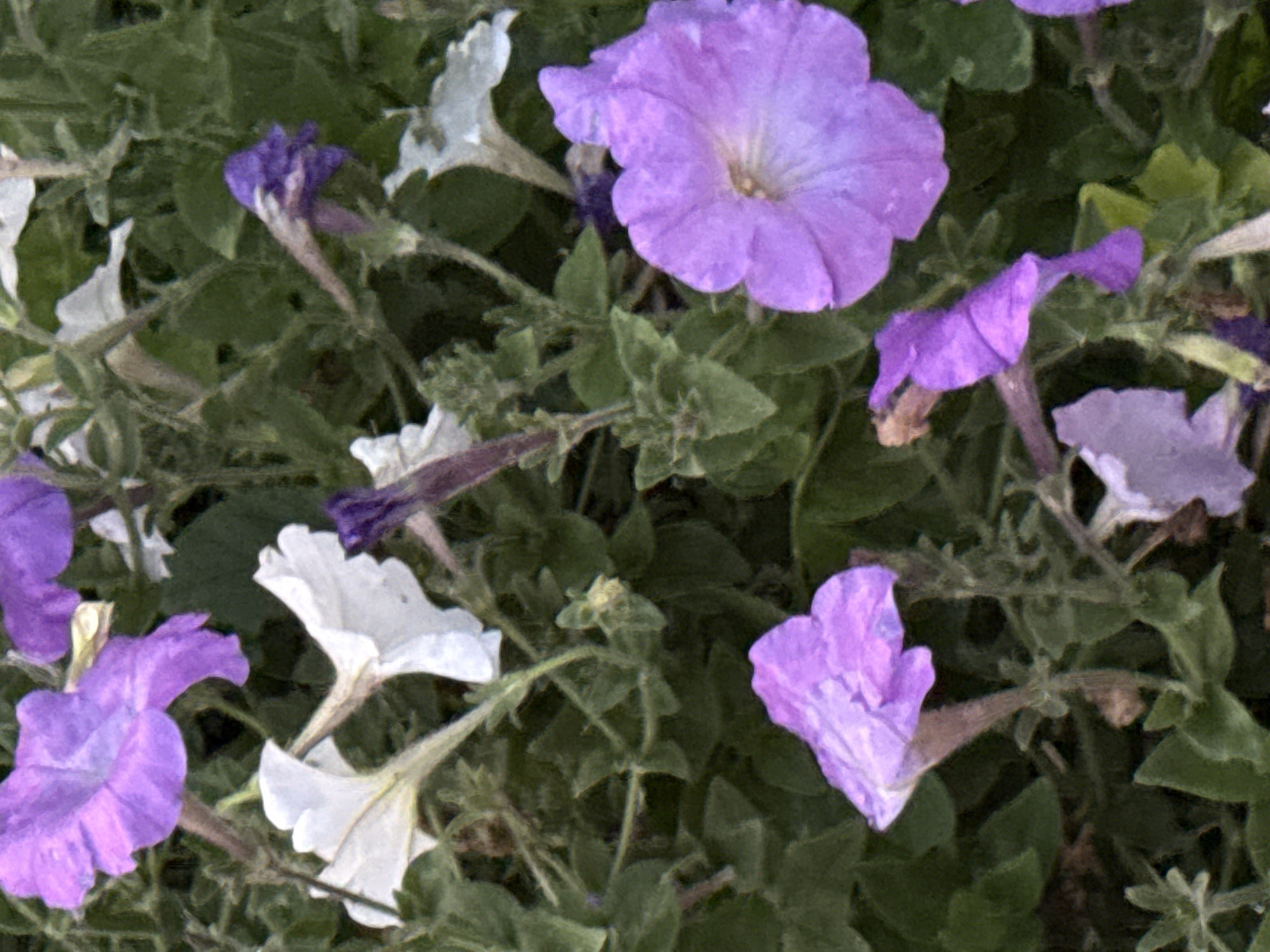 This is a close-up, high-angle photograph of a cluster of petunia flowers. The flowers are a mix of purple and white, with some buds visible. The petals are soft and delicate, and the stamens are visible in the center of the open flowers. The background is a dark green blur of leaves and stems. The image appears to have a painterly effect, with soft edges and a textured appearance. The photograph was taken in Fominka, Russia.