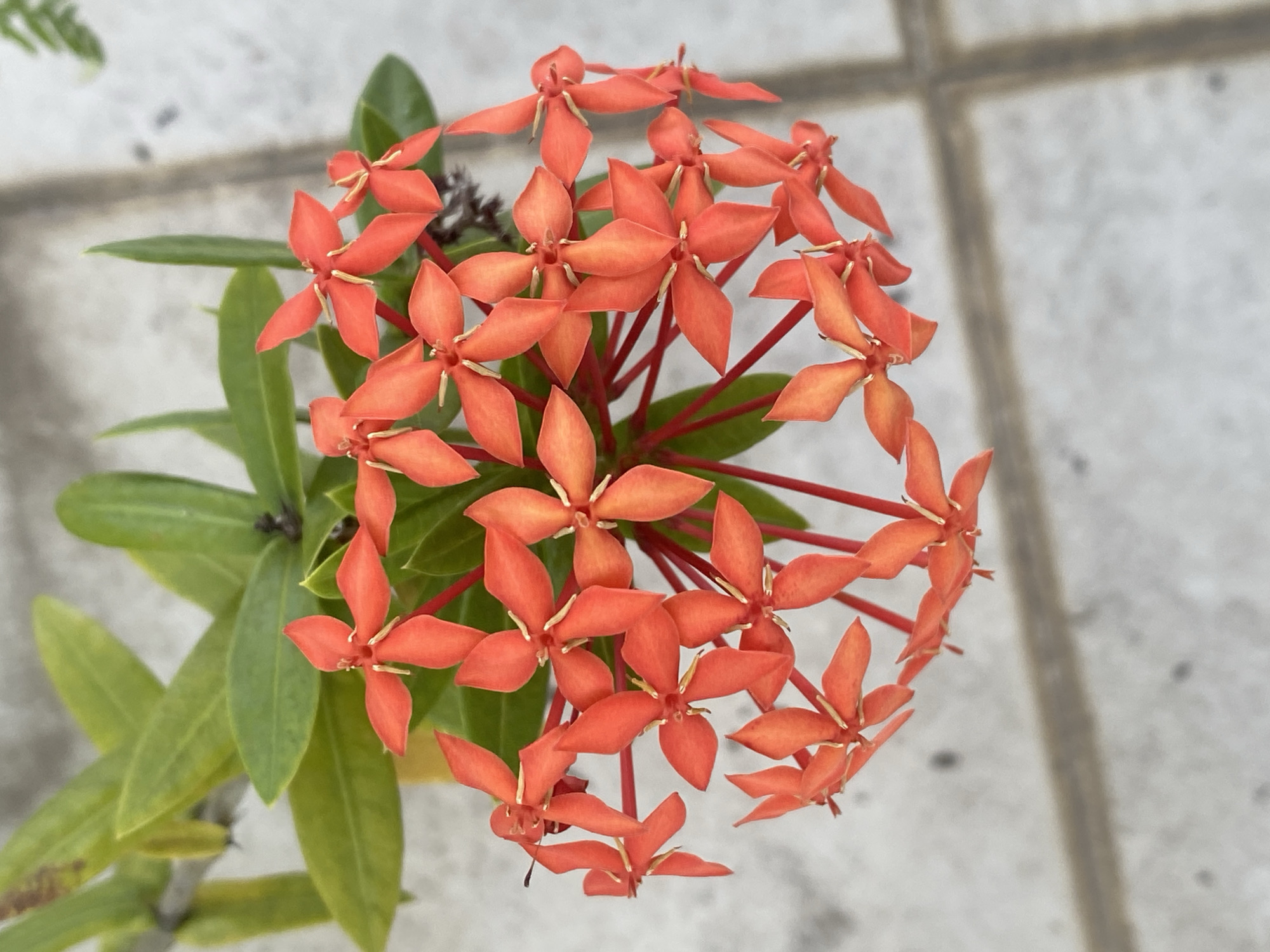The image shows a cluster of vibrant orange Ixora flowers, also known as "Soka" flowers, with lush green leaves in the background. The flowers are arranged in a circular pattern, with each individual bloom having four distinct petals. The stems of the flowers are a deep red color, providing a striking contrast to the orange petals and green leaves. The background appears to be a paved surface, possibly a sidewalk or patio, with visible tile lines and a neutral, concrete-like texture. The lighting suggests an outdoor setting, likely during the daytime. The specific location within Banjarbaru, Indonesia, is not evident from the image, but the presence of Ixora flowers, which are common in tropical regions like Indonesia, indicates a warm climate. The scene is a close-up, top-down view of the floral arrangement.
