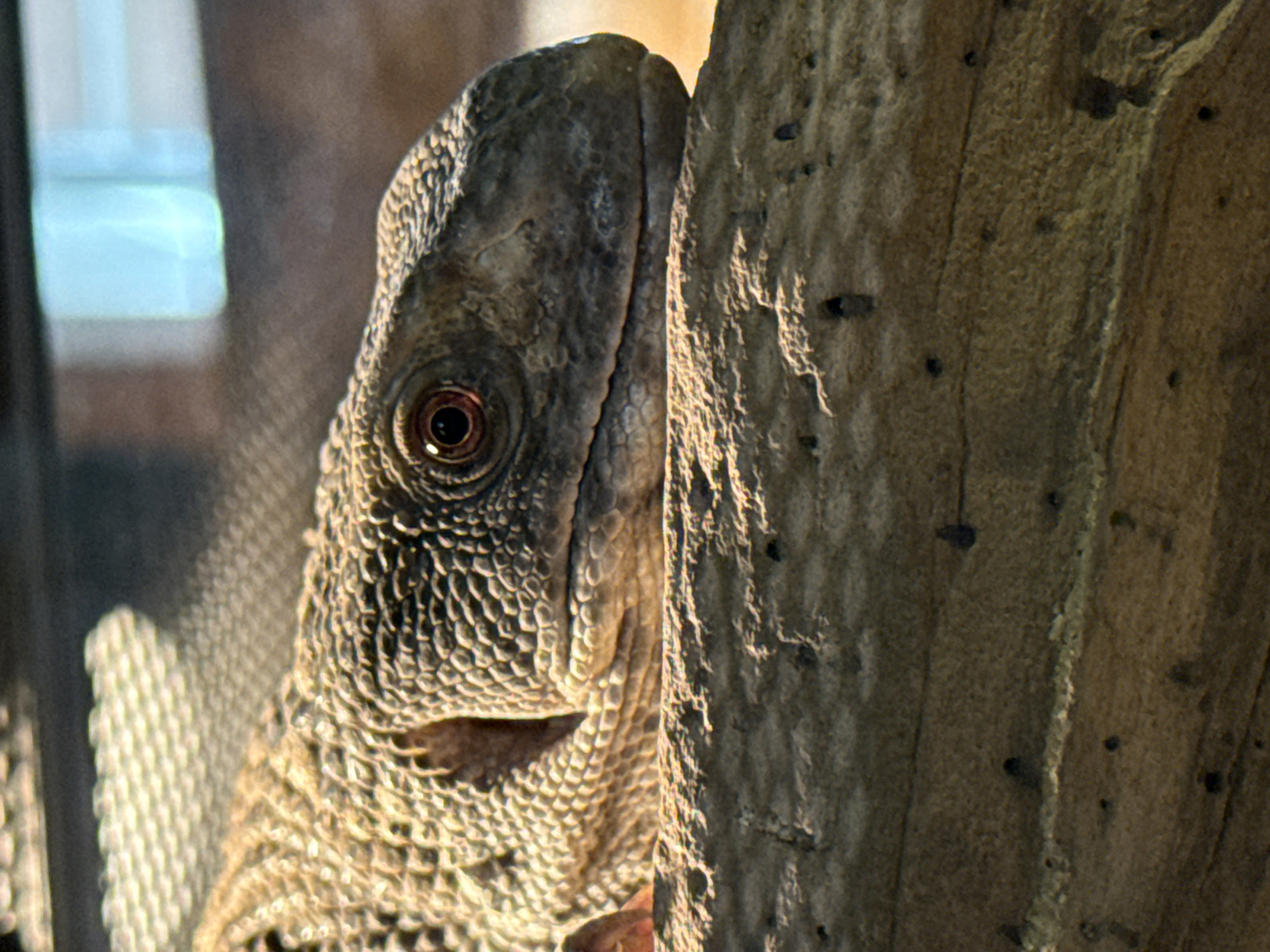 A close-up, eye-level shot shows the head of a monitor lizard resting on a textured, rough, light brown log. The lizard's scaled head, a blend of tan and grey, is positioned to the right of the frame, with its right eye, a reddish-brown color with a dark pupil, clearly visible. The background is softly blurred, with areas of light and dark, suggesting an indoor environment with artificial lighting, possibly a terrarium. The overall lighting is warm and natural. There are no people, actions, or interactions depicted, and the image does not provide any information that can be used to determine a location in Moscow, Russia.
