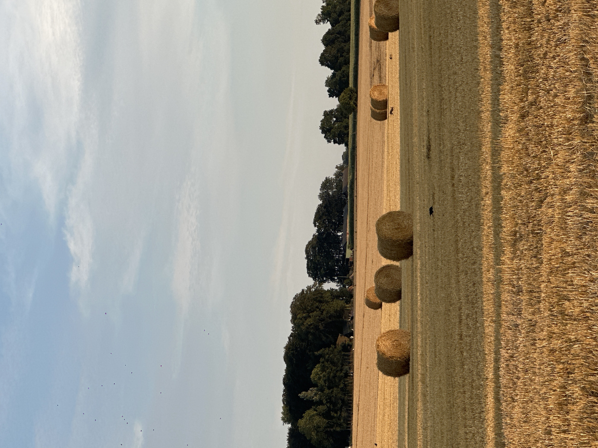 The image depicts a wide, golden field under a pale blue sky with sparse white clouds. Numerous round bales of hay are scattered across the field, some clustered together and others isolated. In the distance, a dense line of dark green trees forms a natural horizon, with hints of farm buildings nestled amongst them. The foreground is dominated by the texture of the harvested field, with long shadows suggesting the setting sun. A few small, dark shapes, likely birds, are visible in the sky. In the mid-ground, two deer are captured in motion, one appearing to be running, and another smaller animal, possibly a rabbit, is also present. A single black bird stands on the ground in the lower-left quadrant of the image. This scene is located in Alvimare, France.
