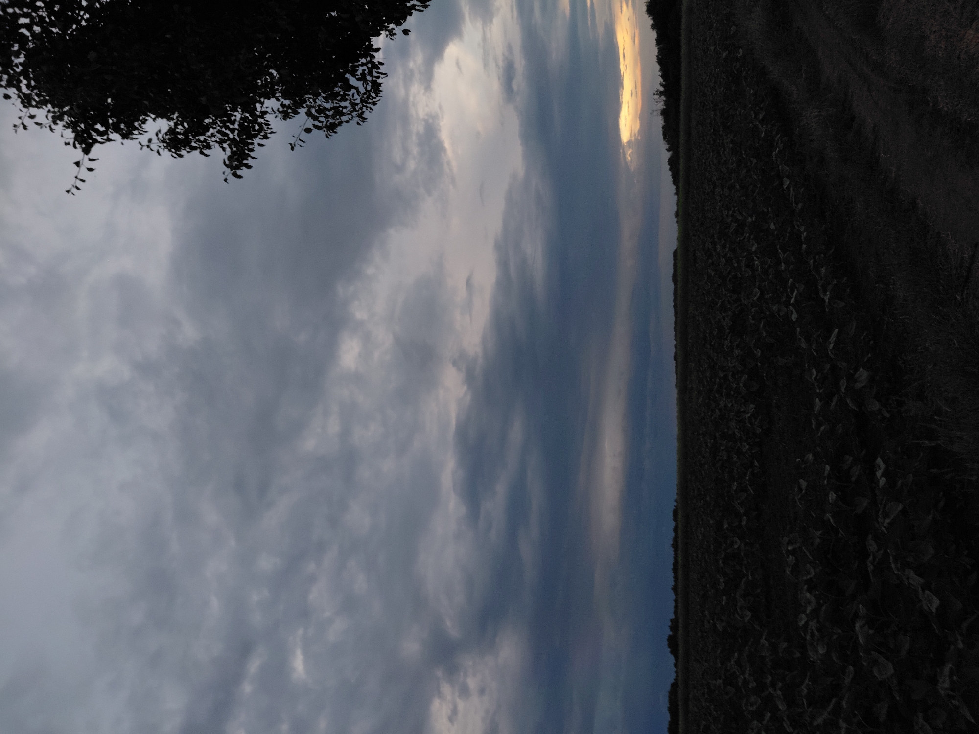 The image depicts a dark, overcast sky above a vast field of crops in Ustyvytsia, Ukraine. A silhouette of a tree branches in from the upper right corner. The field appears to be a dark expanse of plants, possibly sunflowers given the time of year and the shape of the leaves. The horizon is low, with a faint glow of sunset visible between the dark clouds. The overall atmosphere is somber and still, suggesting a late evening or approaching storm. There are no people or animals visible in the scene.