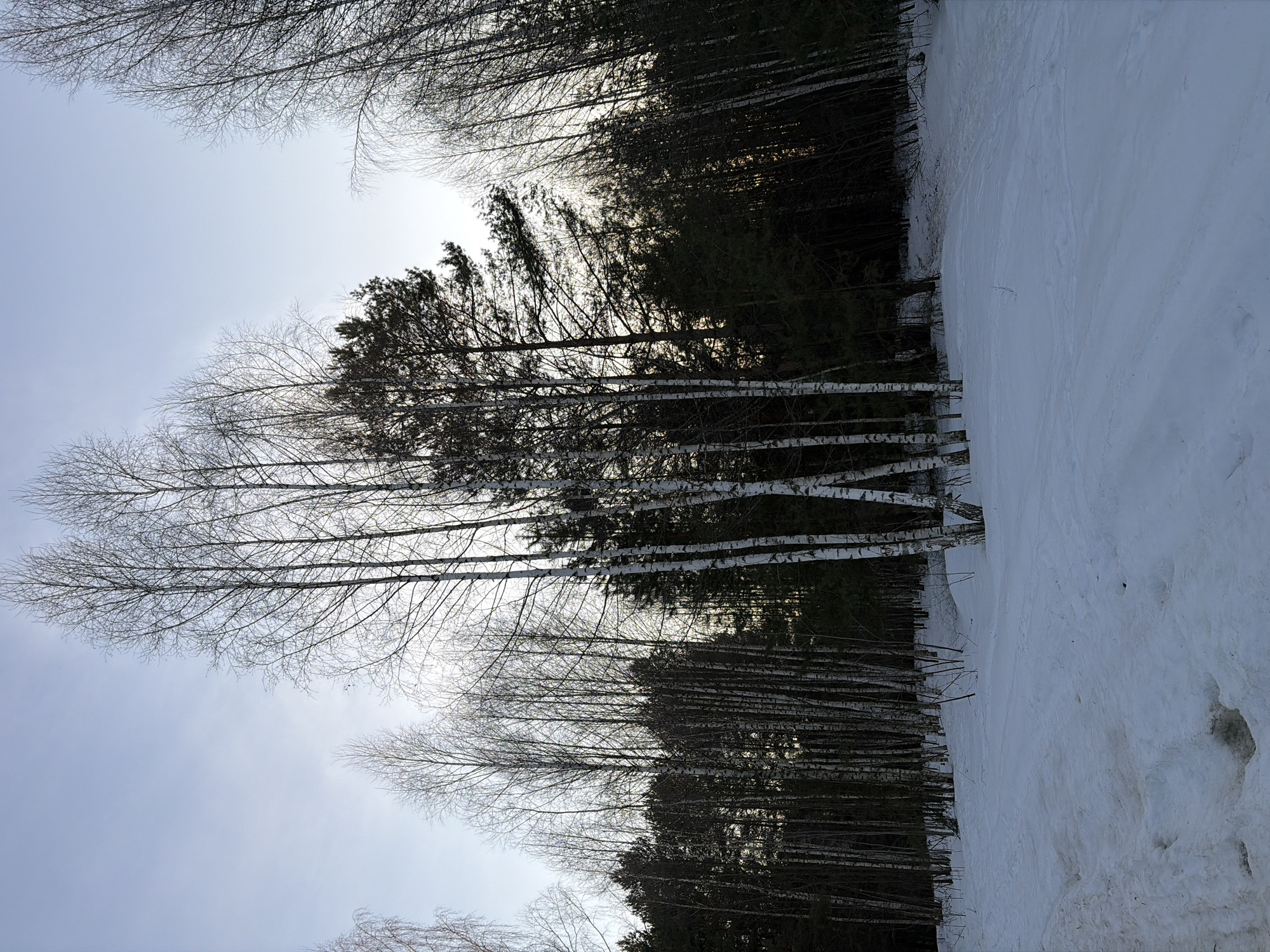 The image depicts a winter scene in what appears to be a forest or wooded area. Snow covers the ground extensively. The scene is dominated by bare trees, many of which appear to be birch trees with distinctive white bark. Behind the birch trees, there's a darker line of evergreen trees. The sky is overcast, suggesting a muted or gray light. The location is Chaikovsky, Russia. No people, actions, or interactions are visible.
