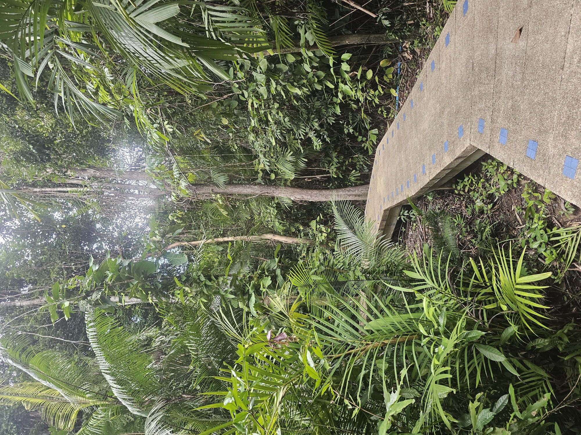 An elevated concrete walkway with blue square tiles winds through a dense, lush forest in Tambon Khlong Thom Nuea, Thailand. The walkway is partially shaded by the overhanging canopy of tropical trees and large, green palm fronds. The forest floor is covered in undergrowth and leaf litter. The lighting suggests it is daytime, with diffused sunlight filtering through the trees. There are no people visible in the image.