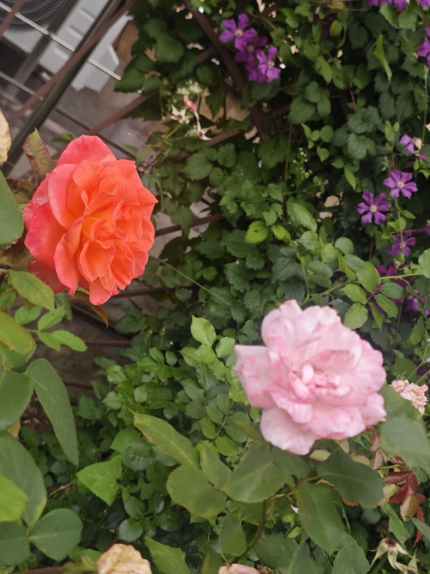 The image shows a close-up of pink and orange roses in a garden. The roses are in bloom, with multiple petals. There are also purple clematis flowers visible in the background, as well as lush green foliage. The scene appears to be outdoors, with some metal structures also visible, suggesting a cultivated garden setting. The image does not contain any people or actions. The specific location in the city of Pushkin, Russia cannot be determined from the visual information alone.