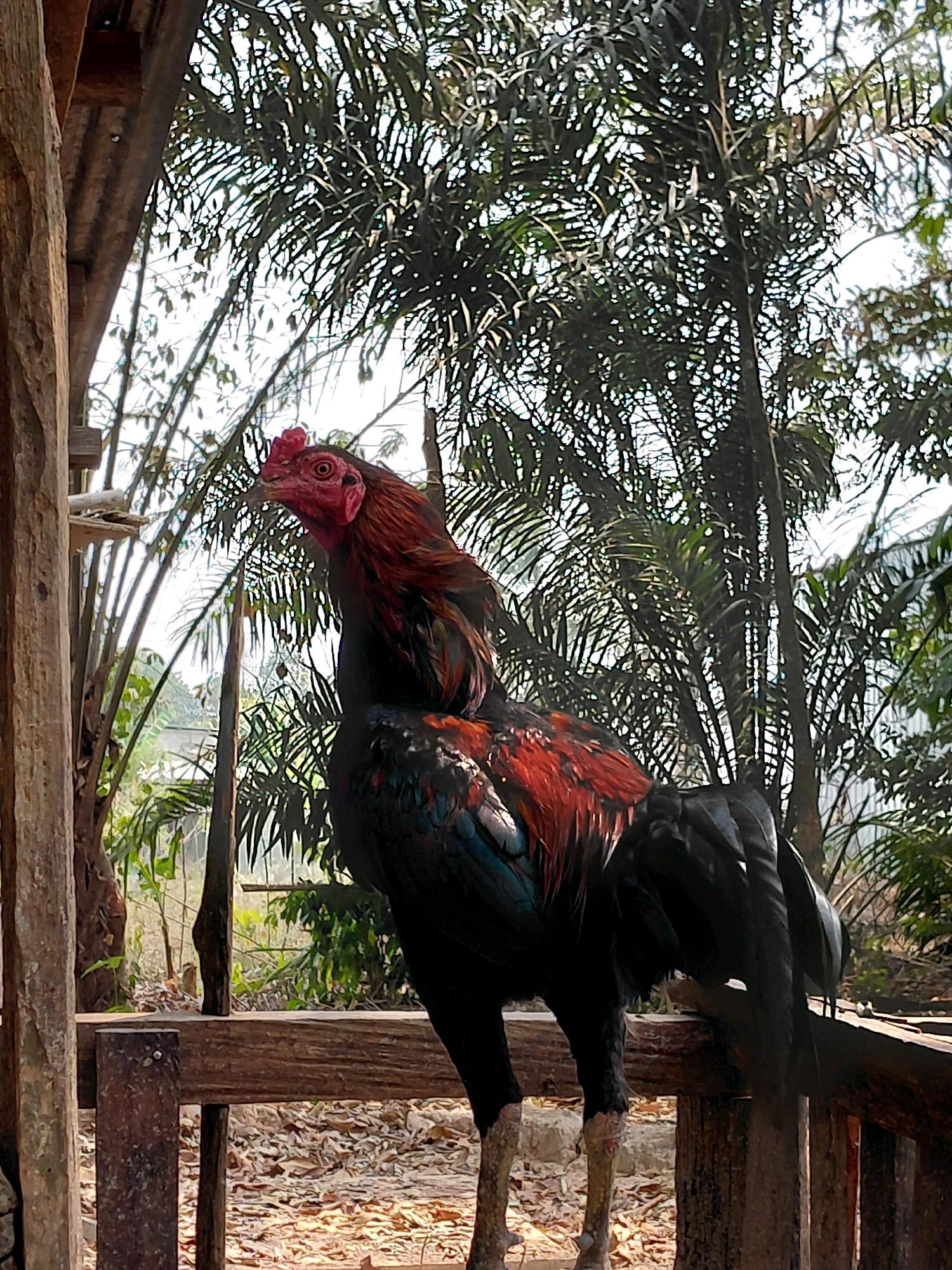 A proud rooster stands on a wooden fence in Persiapan Mulya Raya, Indonesia. The rooster's feathers are a striking combination of deep red and iridescent black, with a bright red comb and wattle. Behind the rooster, lush green palm trees and bamboo stalks create a dense natural backdrop. The ground is covered with fallen leaves, suggesting a tropical environment. The scene is captured during the day, with sunlight filtering through the foliage, casting dappled shadows. The wooden structures appear rustic, fitting for a rural setting.