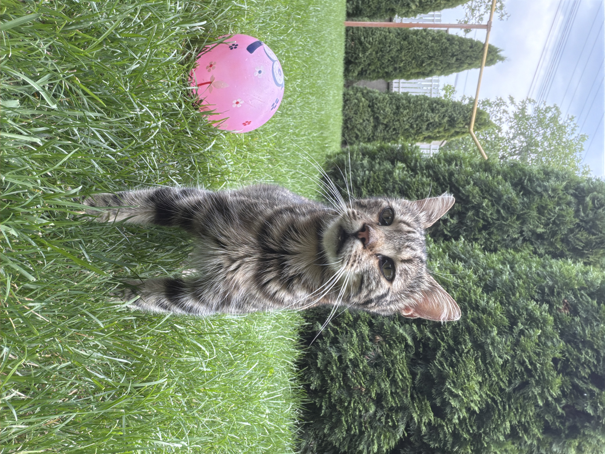 The image depicts a domestic cat with tabby markings standing in a grassy backyard. To the left of the cat, a pink inflatable ball adorned with a floral pattern rests on the grass. In the background, a row of tall, manicured evergreen trees forms a dense hedge. The sky above is overcast with a few wispy clouds. The scene is set in a suburban or rural environment, consistent with a residential property in the city of Oxentea, Moldova. There are no people or discernible human activity captured in the photograph.