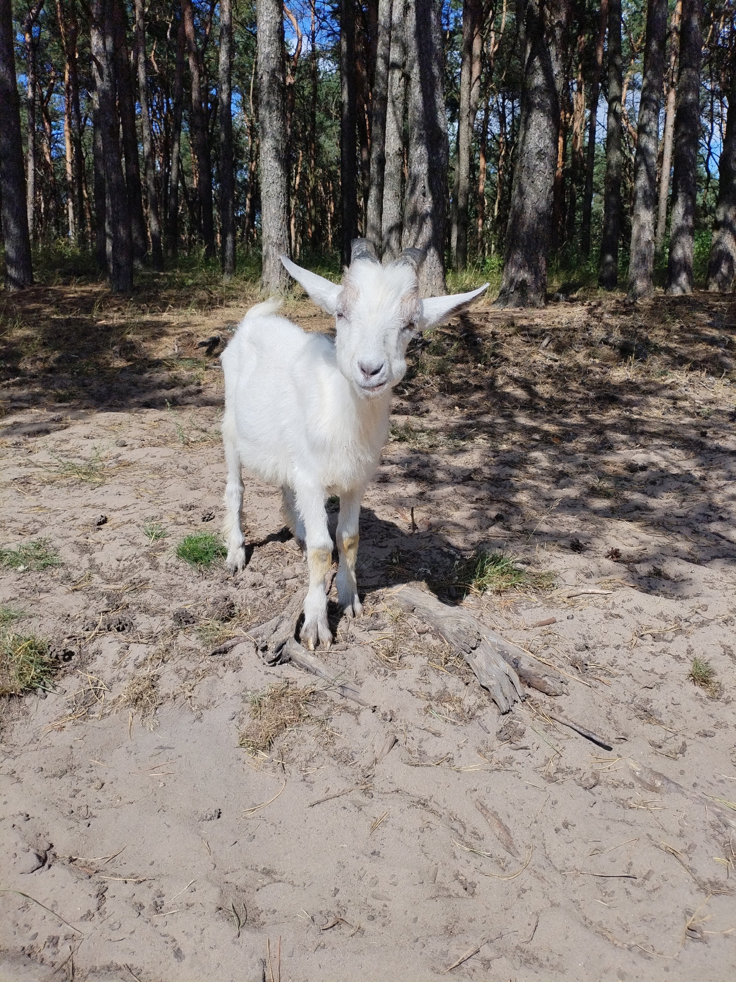 A white goat stands in a sandy area with sparse grass and fallen pine needles, facing the camera. The goat has small horns and appears to be looking directly at the viewer. Behind the goat, a dense forest of tall pine trees creates a backdrop with dappled sunlight filtering through the canopy, casting shadows on the ground. The scene suggests an outdoor, natural environment. The location is the city of Bialynichy, Belarus.