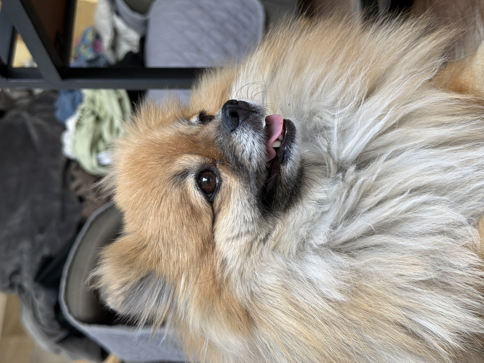 A fluffy, light brown and cream-colored dog lies upside down. The dog's head is in the foreground, with its tongue sticking out slightly and one brown eye visible. The dog appears to be a Pomeranian or similar breed. Above the dog, there's a partially visible black metal frame. The background includes indistinct shapes of fabric and furniture. The location and city of Cuautla, Mexico are not discernible from the image alone.