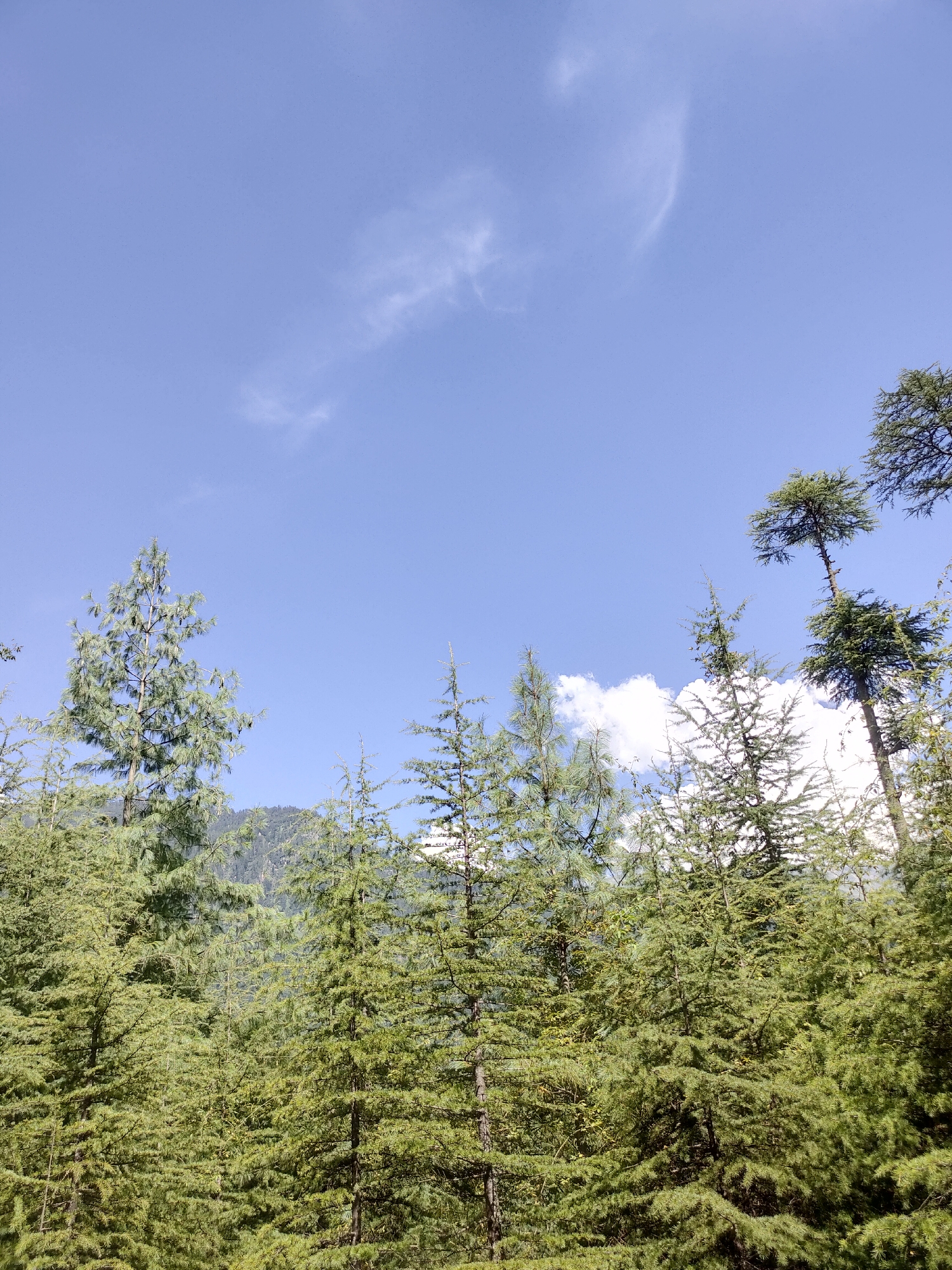 This is a vertical, low-angle, medium shot of a dense forest of coniferous trees under a clear blue sky. A few wispy white clouds are visible in the upper sky. The trees are a vibrant green, with some showing distinct needle-like foliage. The dense canopy suggests a natural, undeveloped area. In the background, a mountain range is partially visible, covered in more trees and vegetation, indicating a hilly or mountainous location. The scene is typical of the natural landscapes found in and around Manali, India, a popular hill station known for its pine forests and mountainous terrain. There are no people or man-made structures visible in the frame, emphasizing the natural environment.
