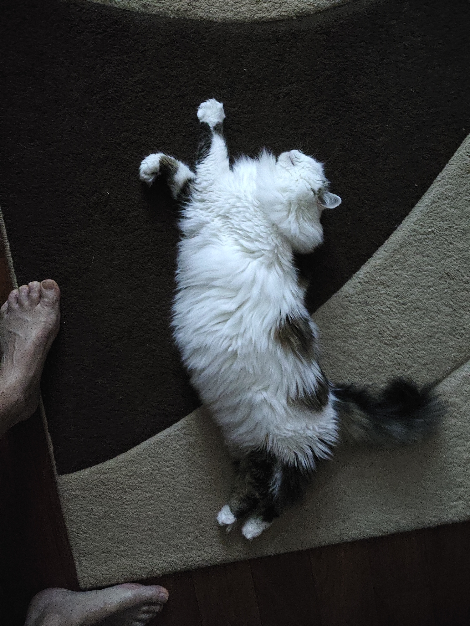 A fluffy, long-haired cat with white and brown markings is lying on its back on a carpeted floor, stretching its front paws upwards. The cat's eyes are closed, suggesting it is relaxed or asleep. To the left of the cat, a human foot is visible, with toes extended. The carpet has a dark brown and a beige section, with a diagonal line separating them. The scene appears to be indoors. The image does not provide any information that would indicate its location in Kharkiv, Ukraine.