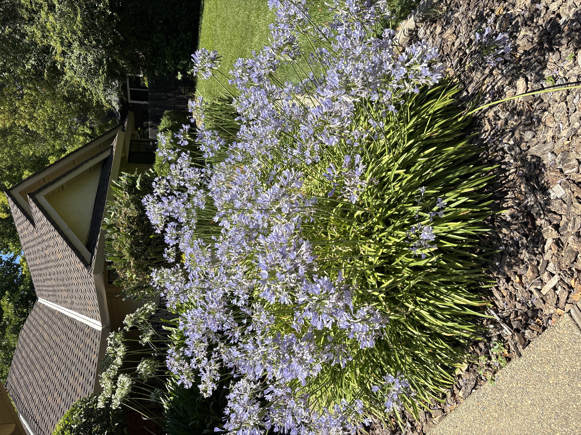 This is a medium shot, eye-level, outdoor, daytime, vertical photograph taken in Folsom, California, USA. The image depicts a lush, blooming Agapanthus plant in the foreground, bursting with clusters of pale blue flowers and long, green, strap-like leaves. The plant is situated in a garden bed covered with shredded bark mulch, adjacent to a concrete sidewalk on the left. Behind the flowering plant, a portion of a light-colored residential house is visible, featuring a brown shingled roof with a white trim along the eaves. Lush green trees and foliage surround the house, creating a natural backdrop. Sunlight casts shadows across the scene, indicating it is a bright, sunny day. There are no people or animals visible in the image. The overall impression is one of a well-maintained suburban garden on a clear day.