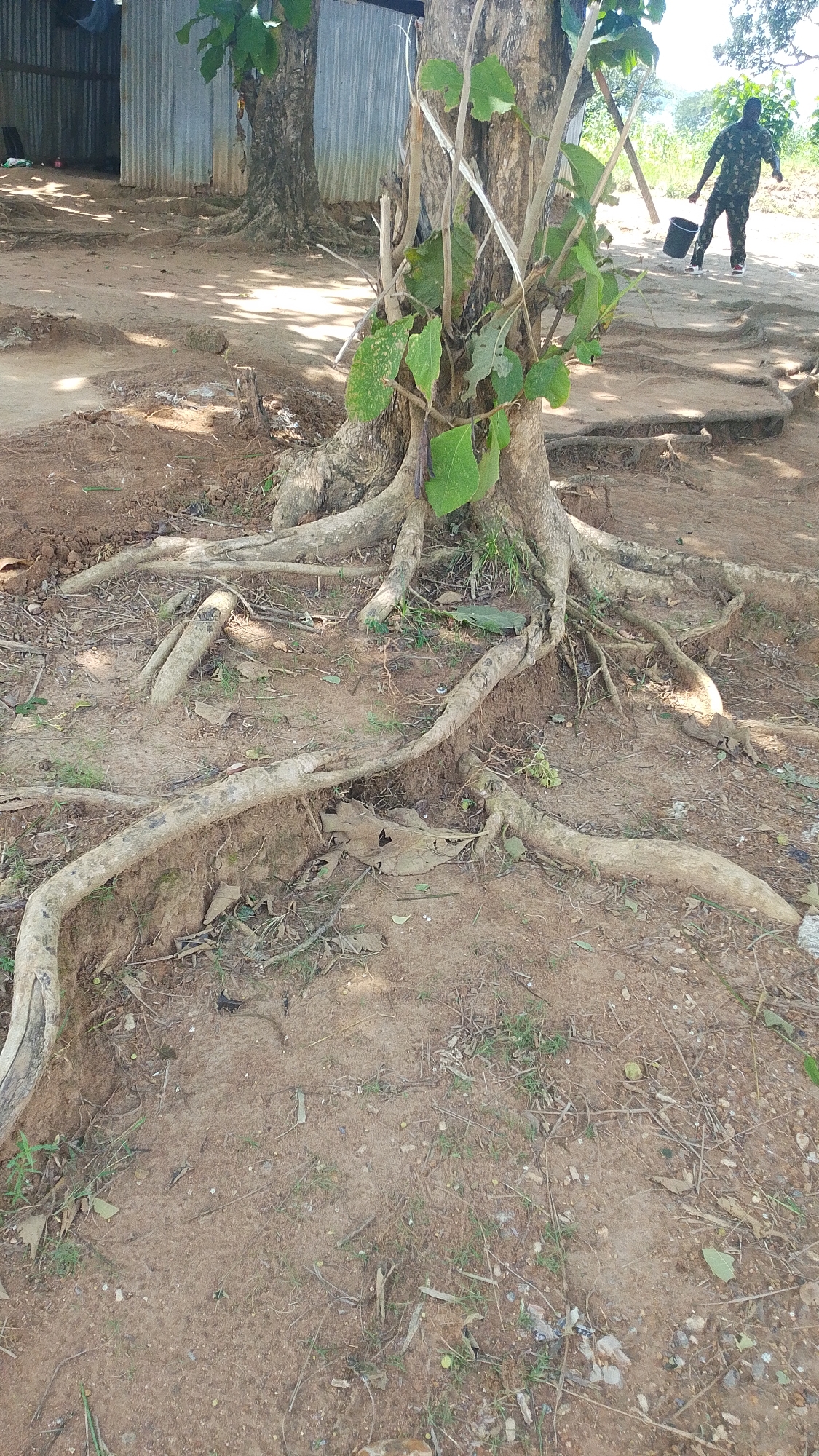 In Serti, Nigeria, the scene focuses on the exposed, gnarled roots of a large tree dominating the foreground. The roots spread outwards across the dusty, reddish-brown earth, intertwined with dry leaves and twigs. A corrugated metal structure, possibly a building or shed, is visible in the background, with another tree trunk next to the primary subject. To the right, a person in camouflage clothing is walking away from the camera, carrying a black bucket. The ground is uneven and appears to be a natural outdoor area.