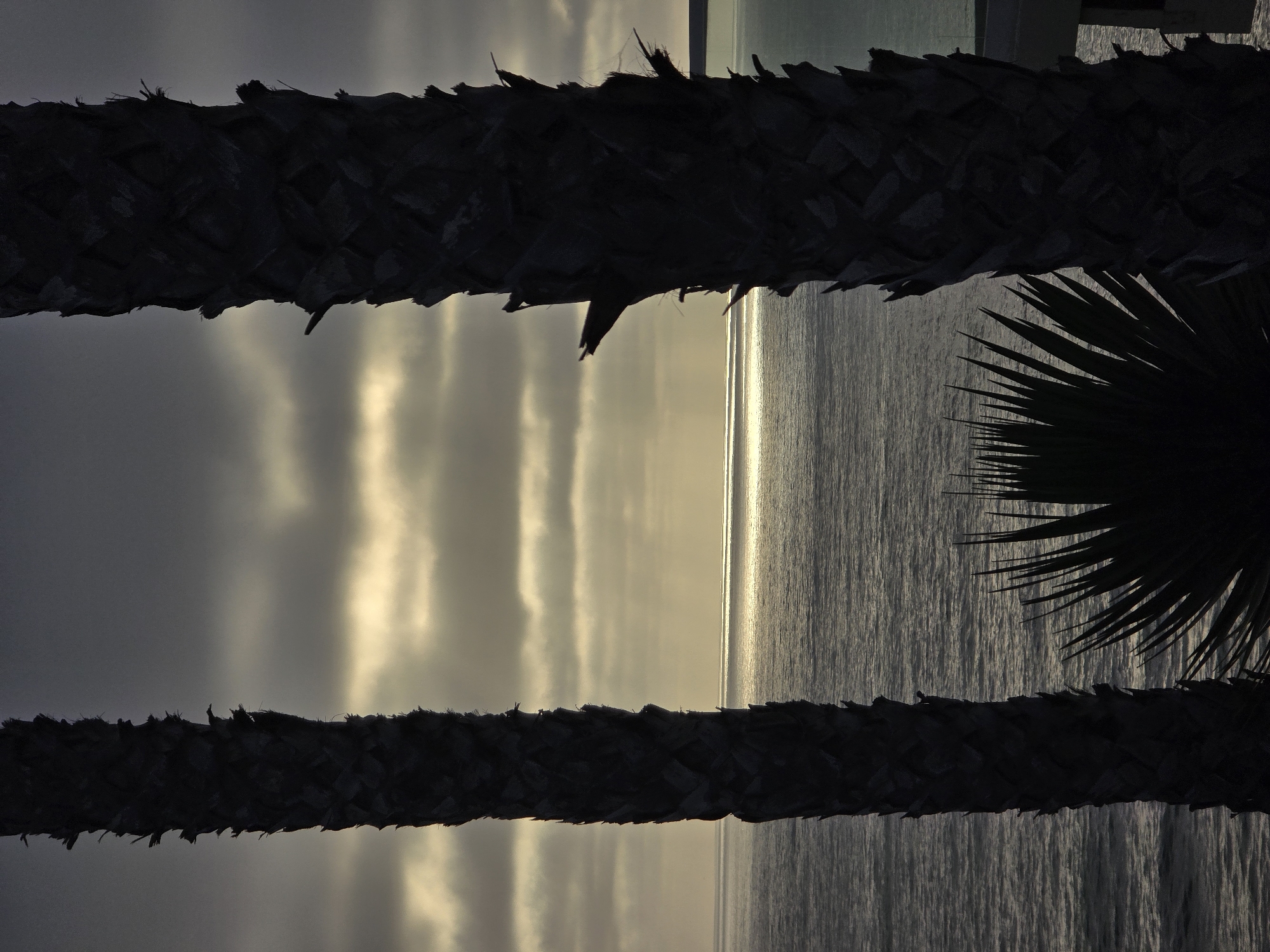 This is a photograph of the Pacific Ocean at dusk, seen through two silhouetted palm trees. The sun is low on the horizon, casting a bright reflection on the water. The sky is cloudy, with breaks in the clouds allowing sunlight to stream through. The palm trees are tall and slender, with rough bark. In the foreground, there are also palm fronds, which are dark and spiky. The scene is serene and tranquil, evoking a sense of peace and calm. The image was taken in Encinitas, California, a coastal city known for its beautiful beaches and relaxed atmosphere.