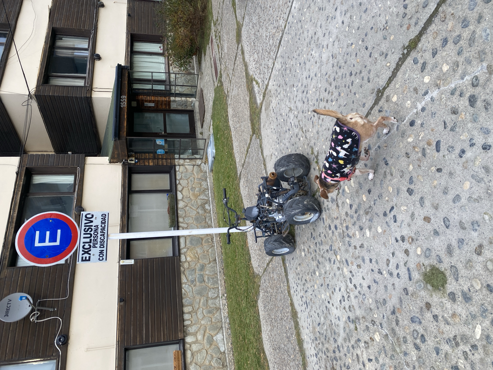 The image shows a partly overcast outdoor scene in Ushuaia, Argentina. A multi-story building with dark brown siding and light-colored sections stands on the left, with windows and a doorway visible. A parking sign with a blue "E" and the words "EXCLUSIVO PERSONA CON DISCAPACIDAD" is attached to a pole near the building. A satellite dish is mounted below the sign.
To the right of the building, the ground is paved with irregular stones. A patch of grass separates the paving from the building. An all-terrain vehicle (ATV) is parked on the paving. A small dog wearing a patterned coat is relieving itself, urinating on the paving. A line of liquid is visible on the pavement behind the dog.